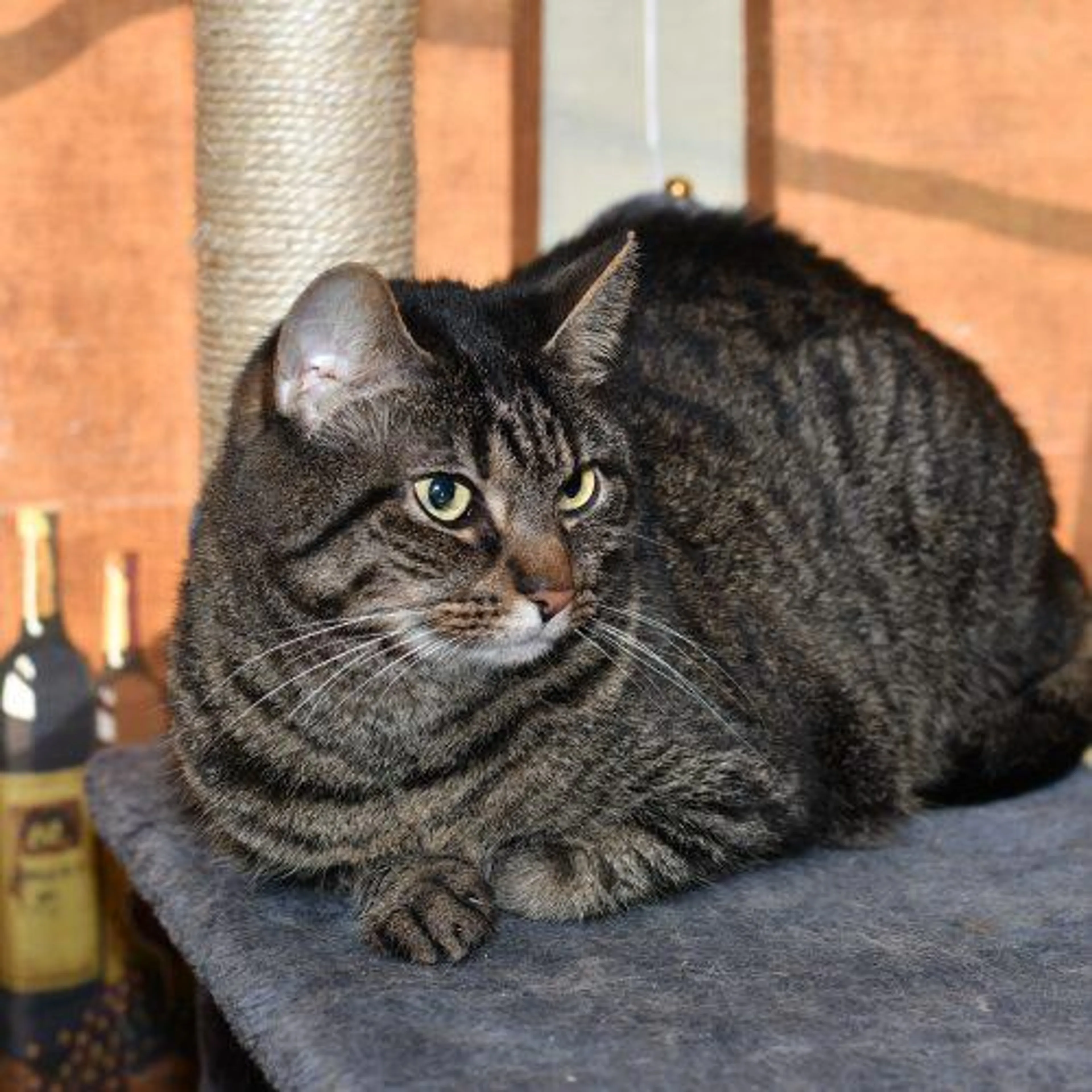 Found pet-4