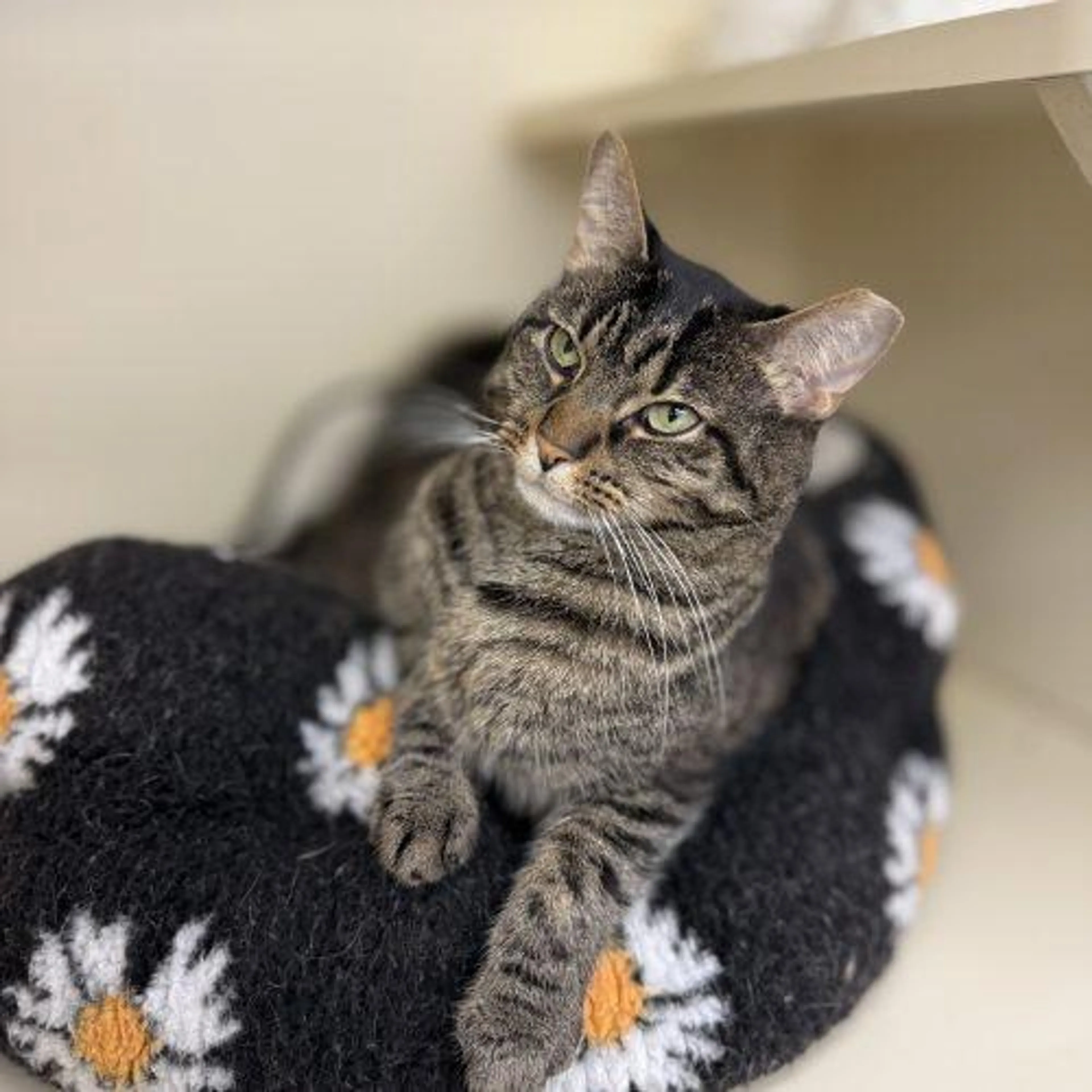 Found pet-1