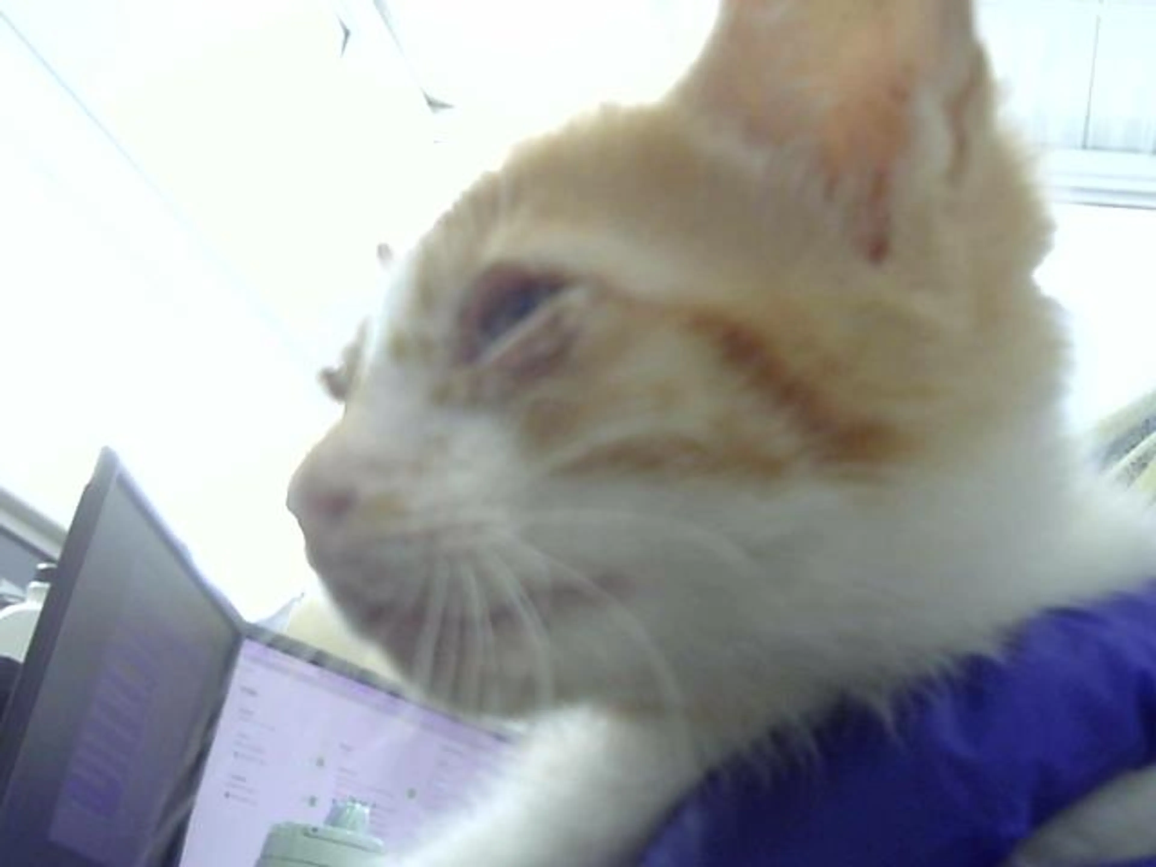 Found pet