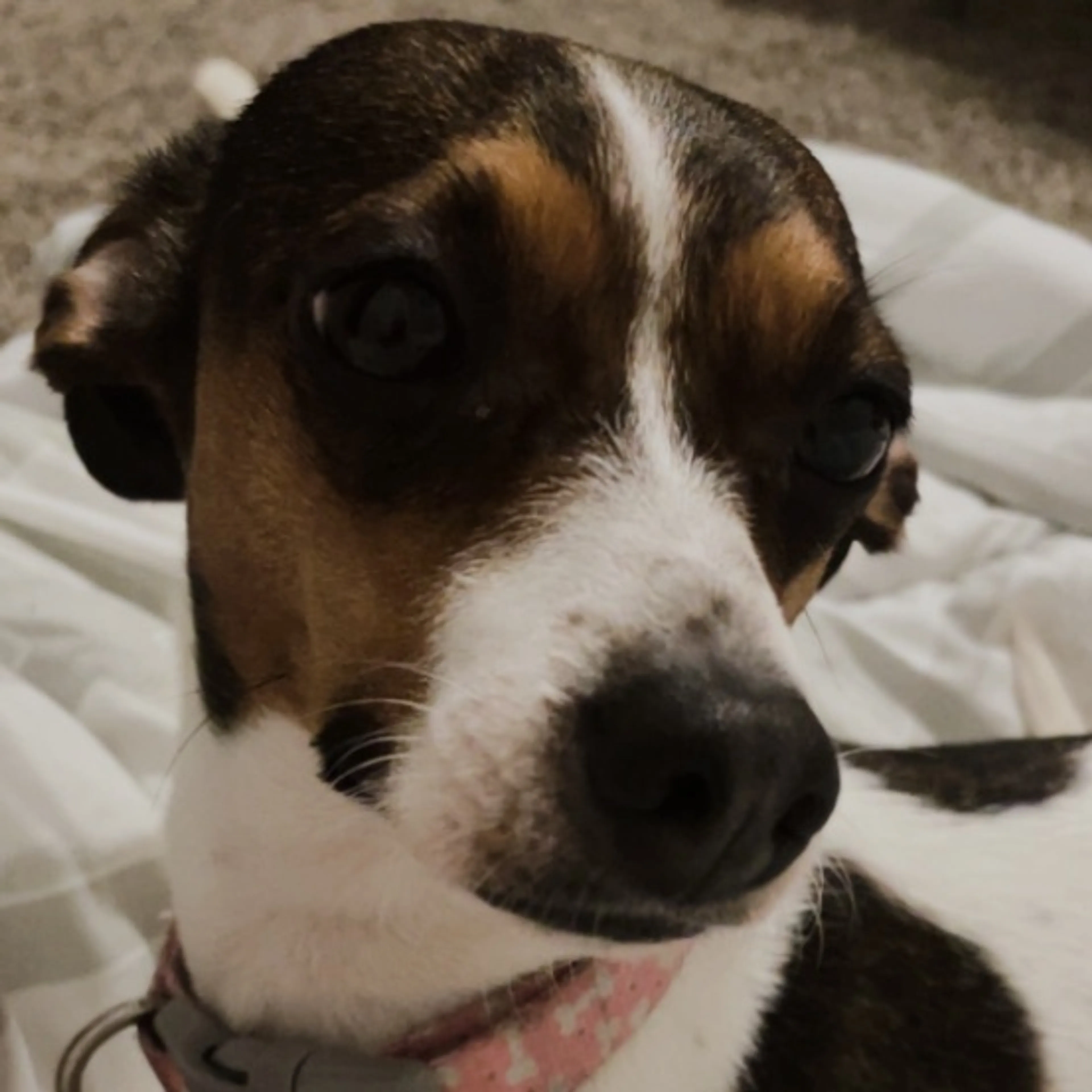 Lost pet