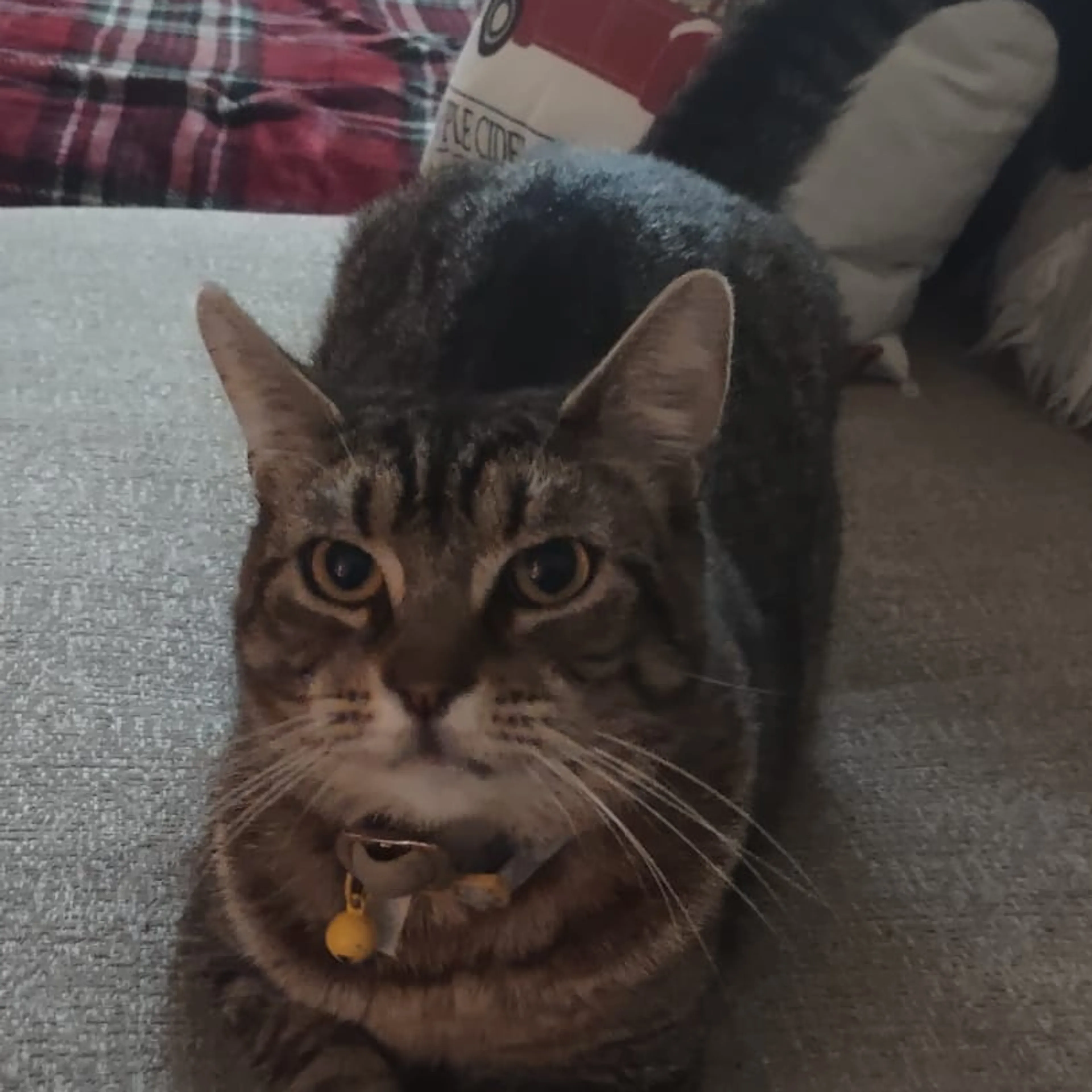 Lost pet-1