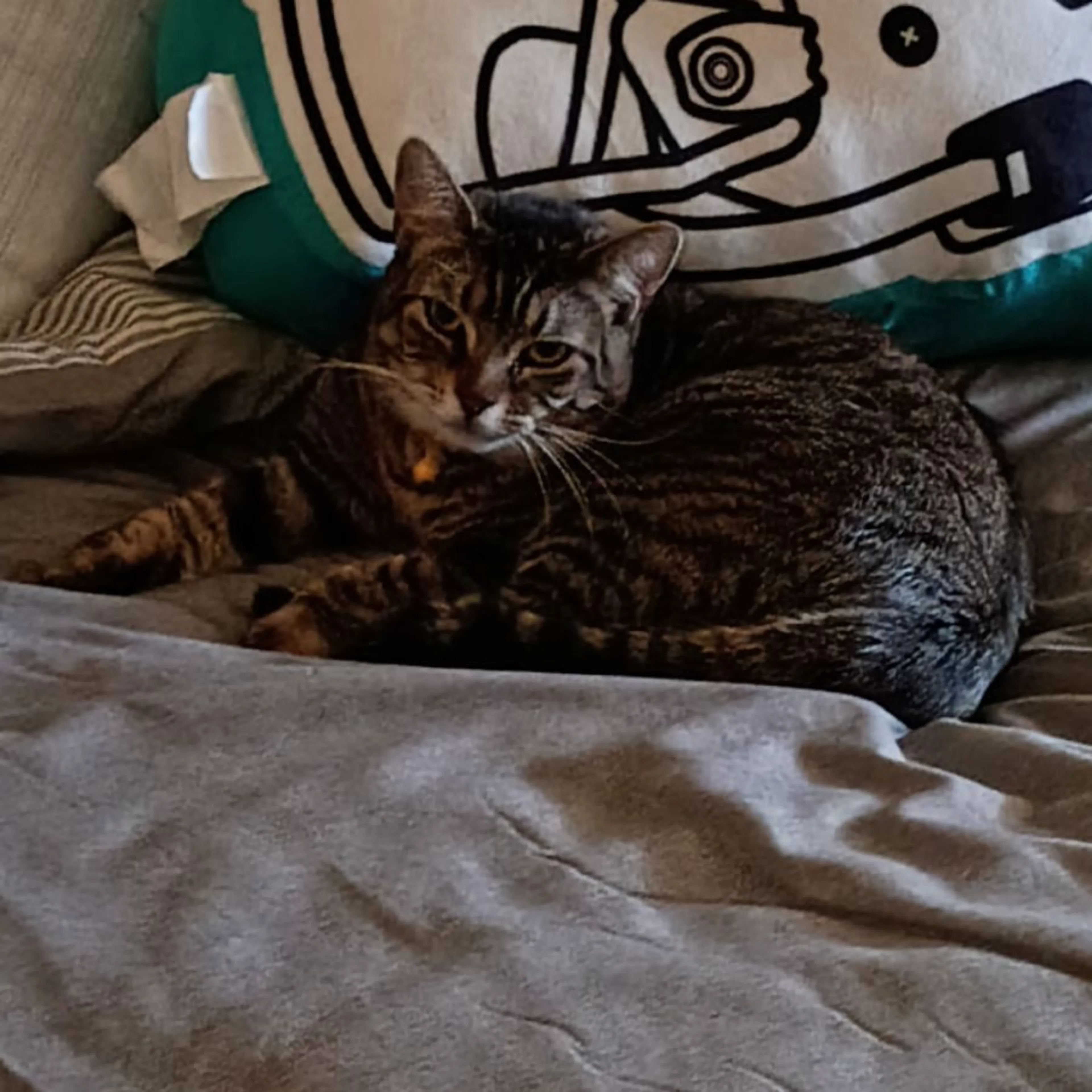 Lost pet-0
