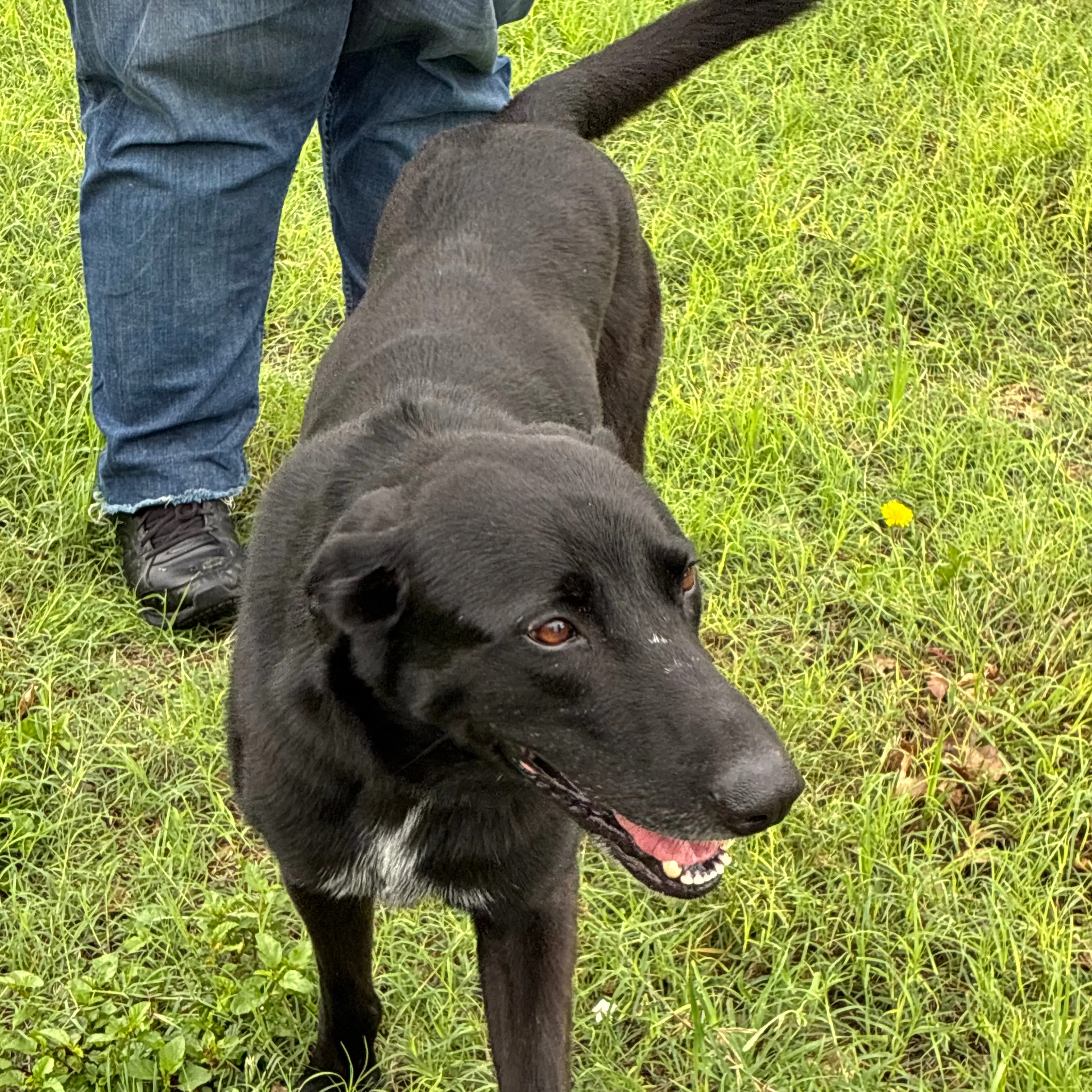 Found pet-1