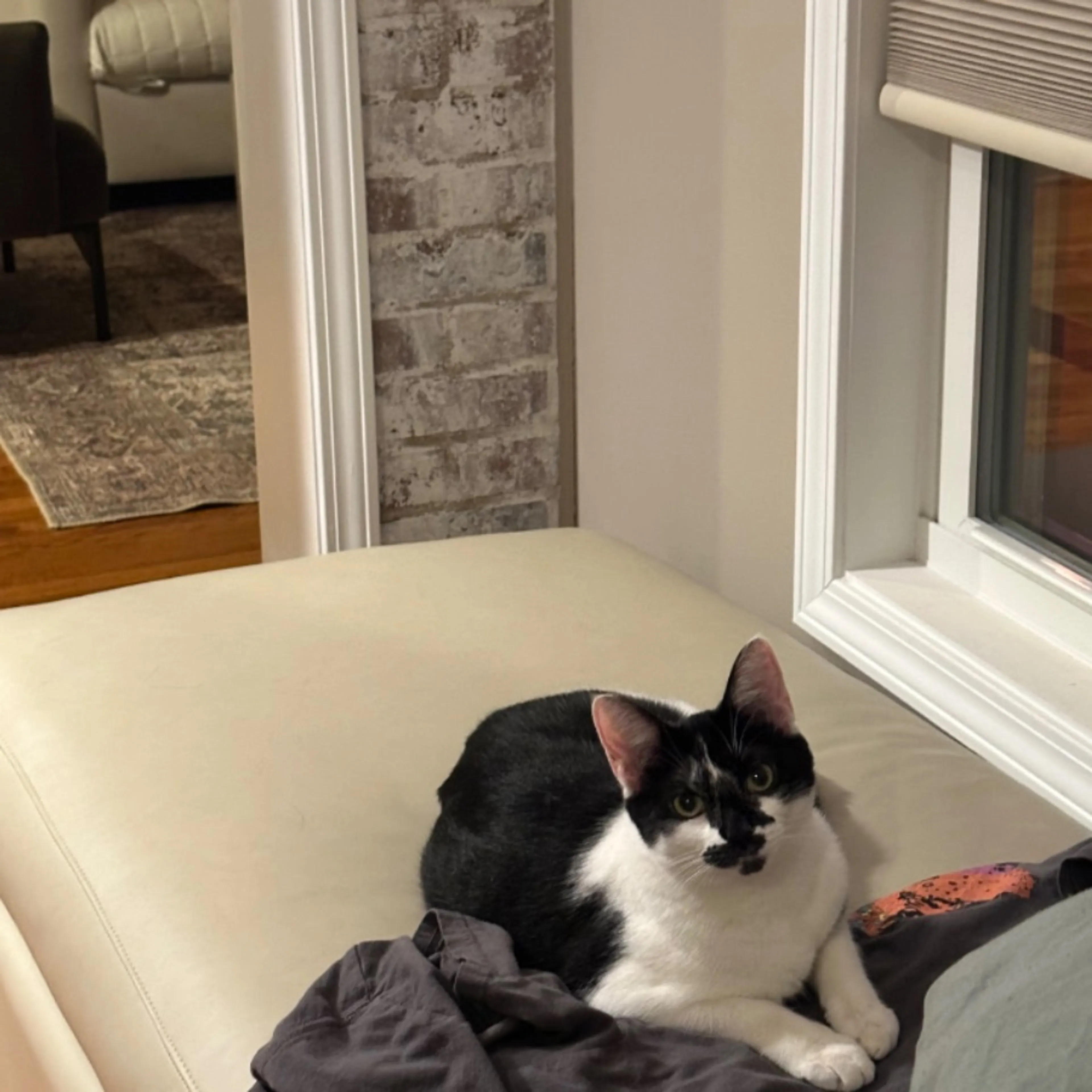 Lost pet