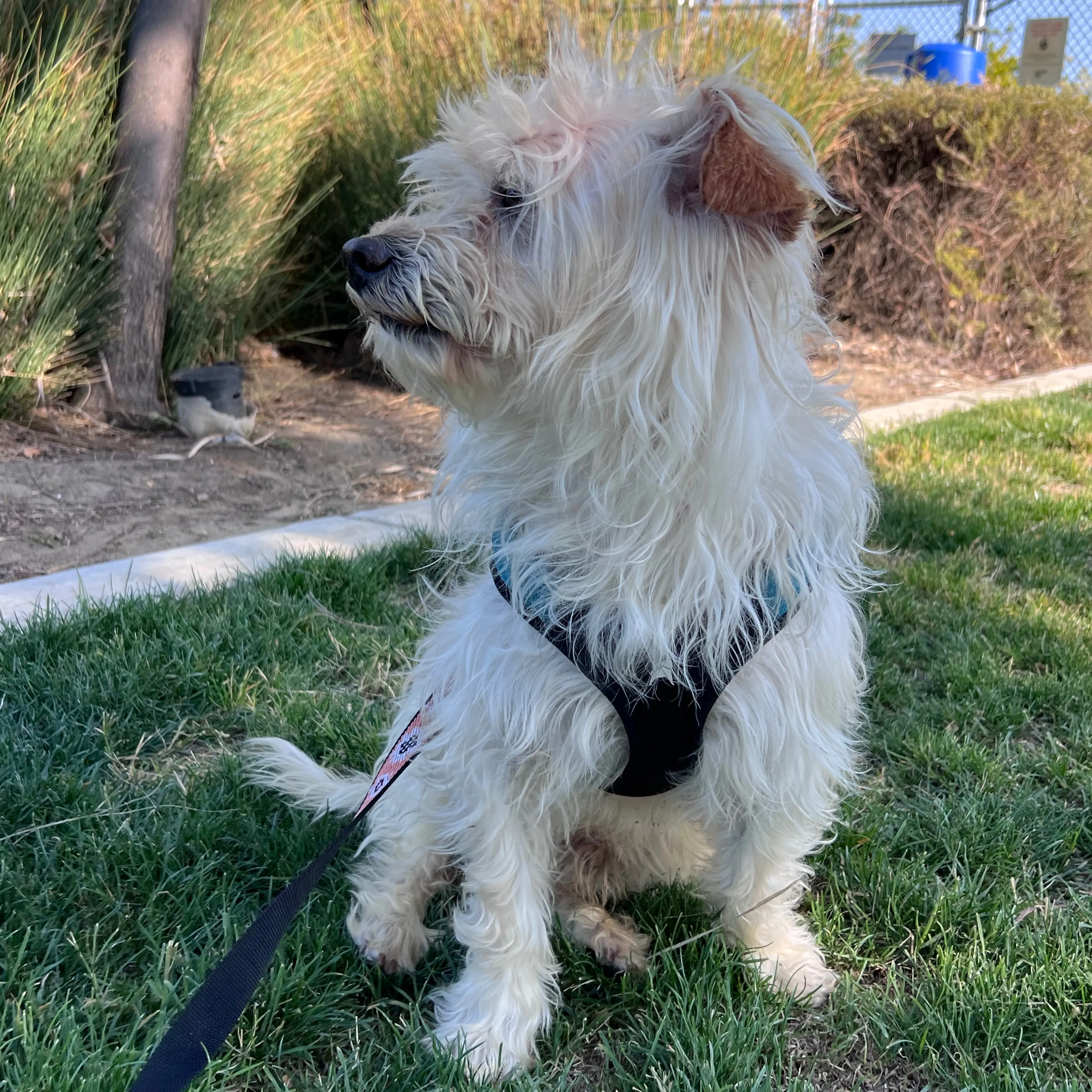 Found pet-3