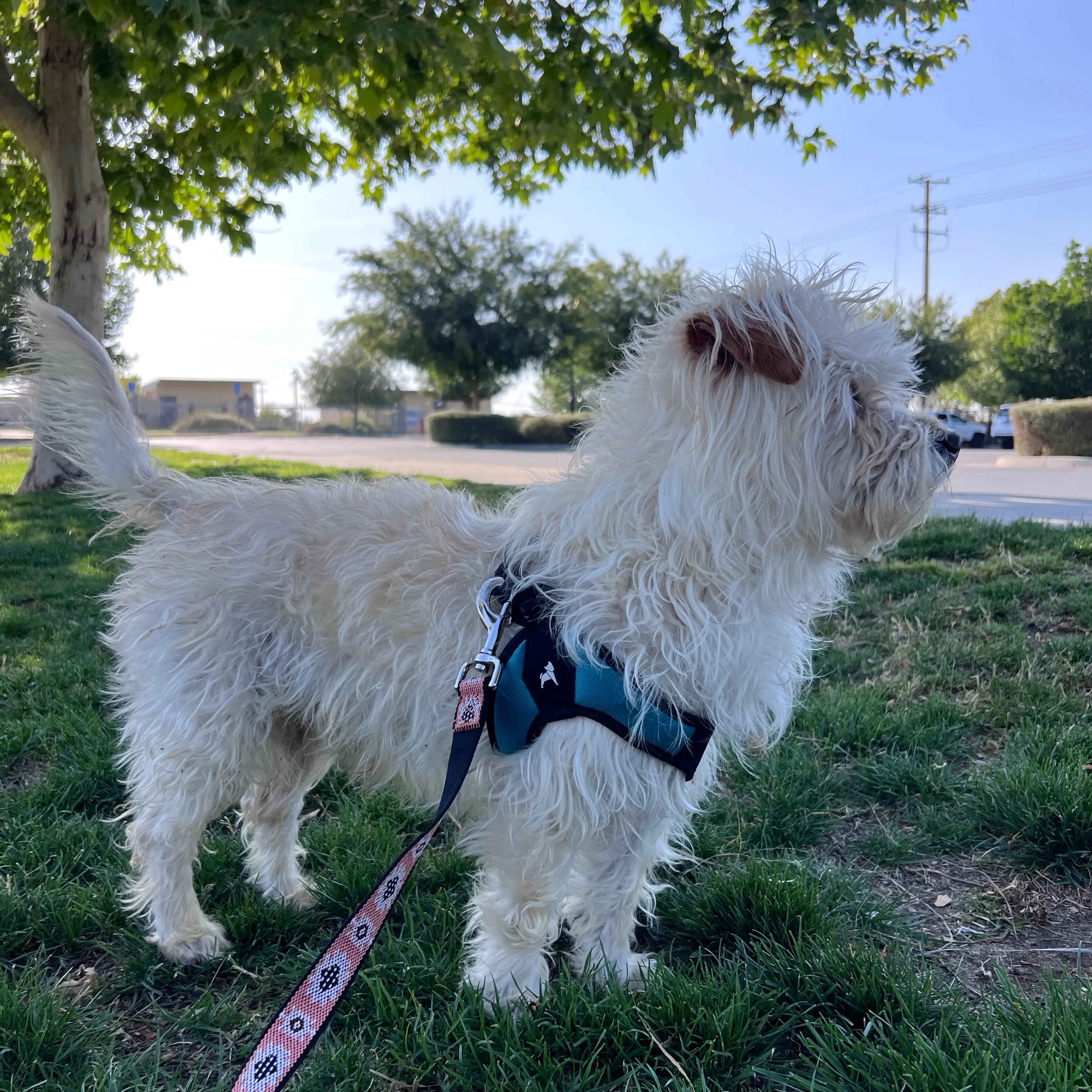 Found pet-1