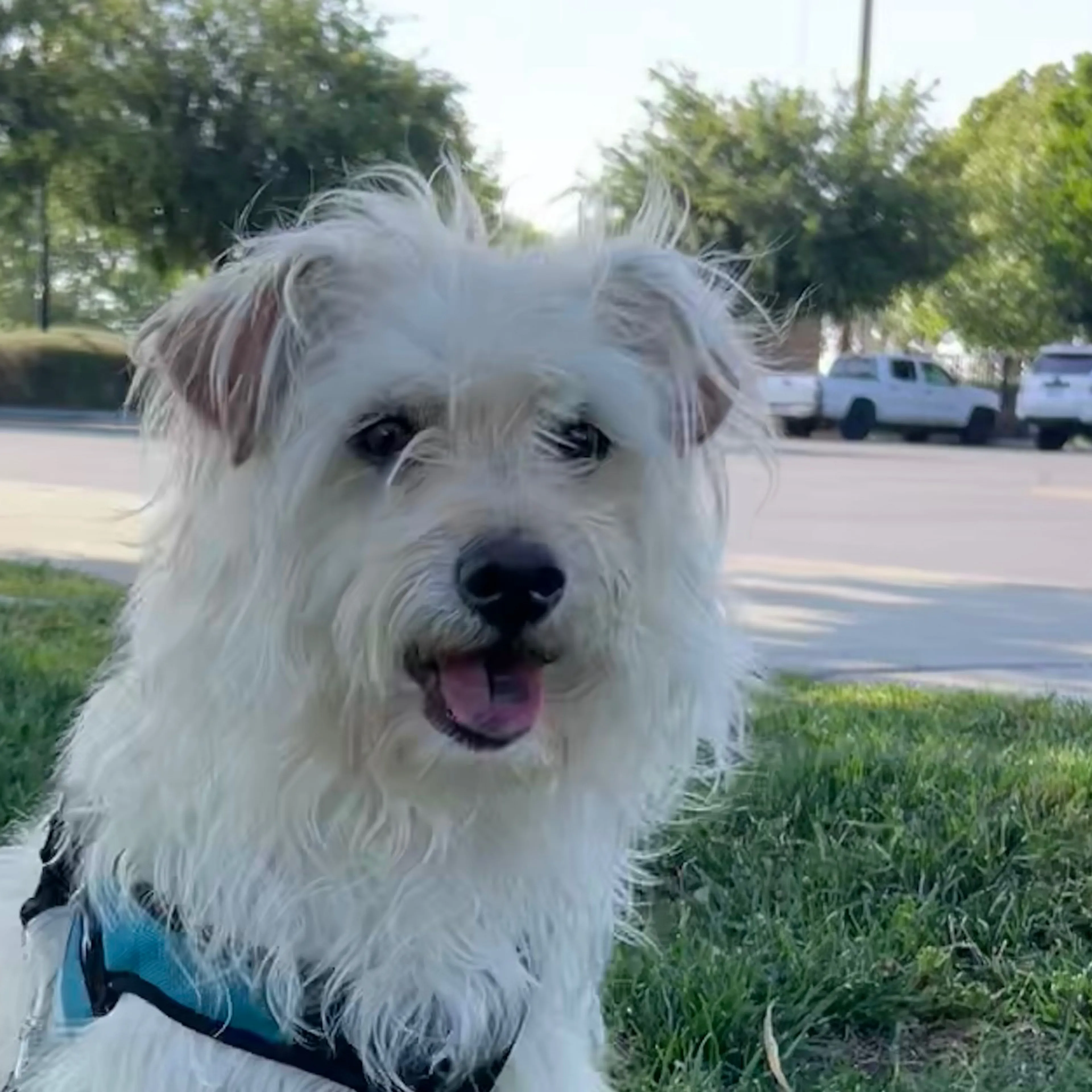 Found pet-2
