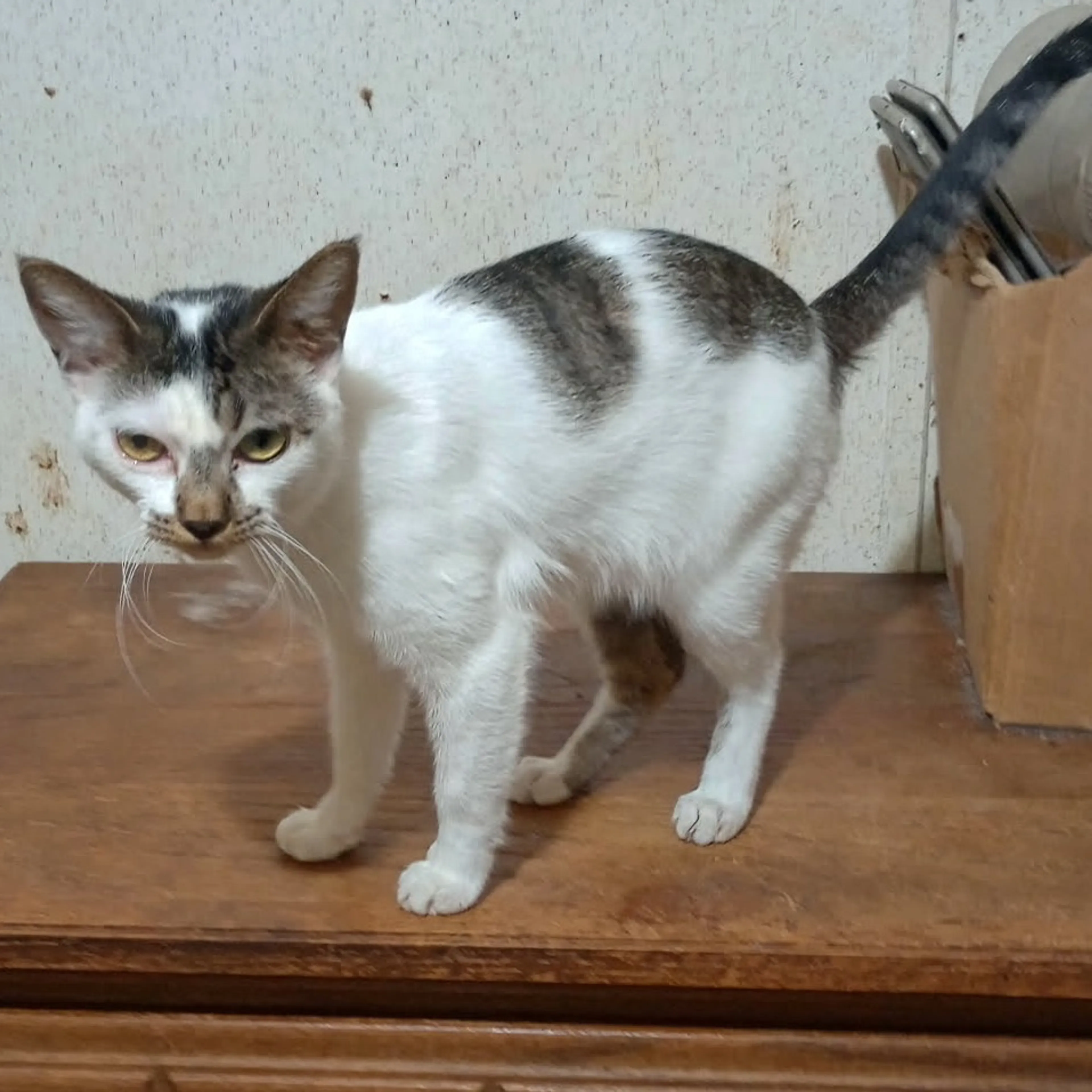 Found pet