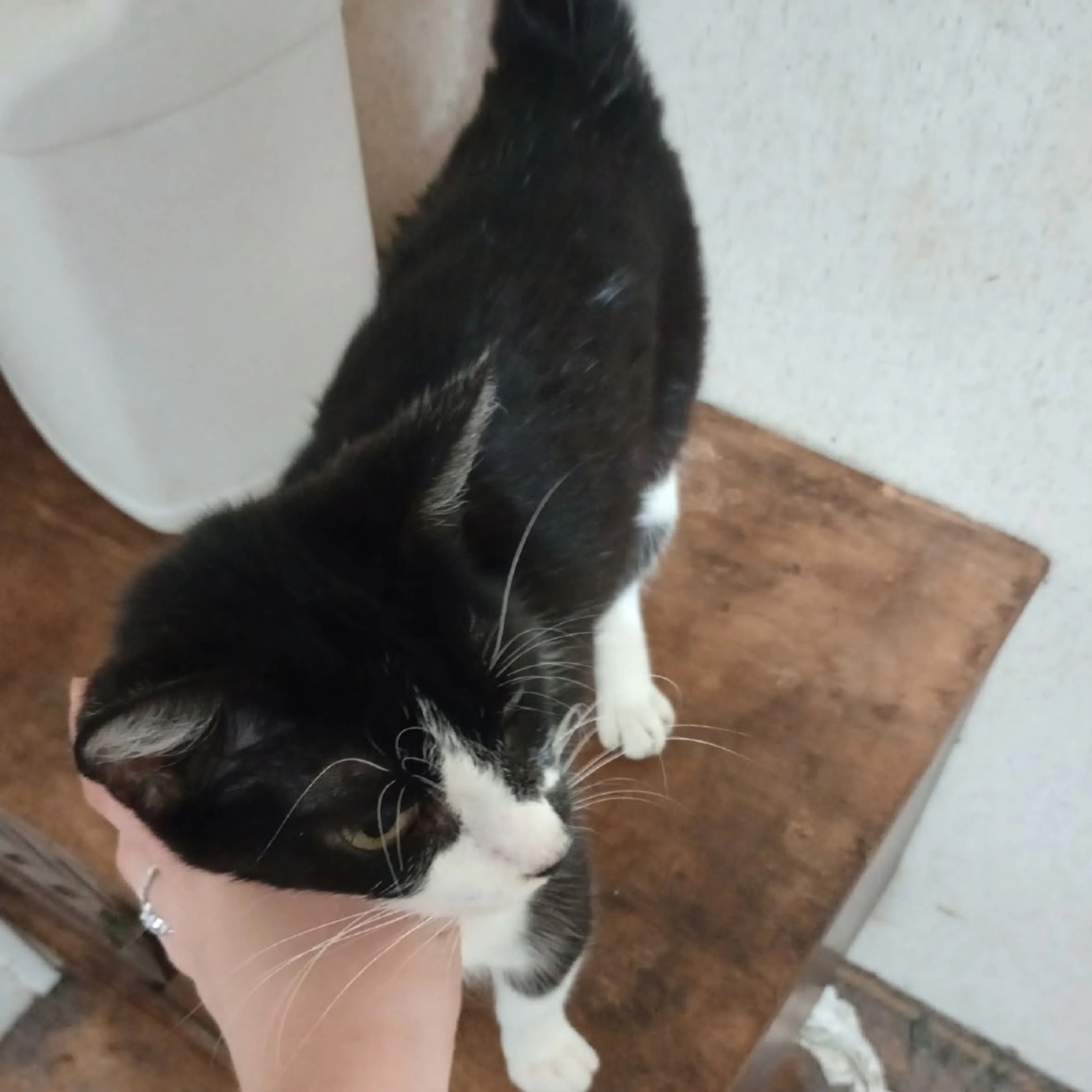 Found pet