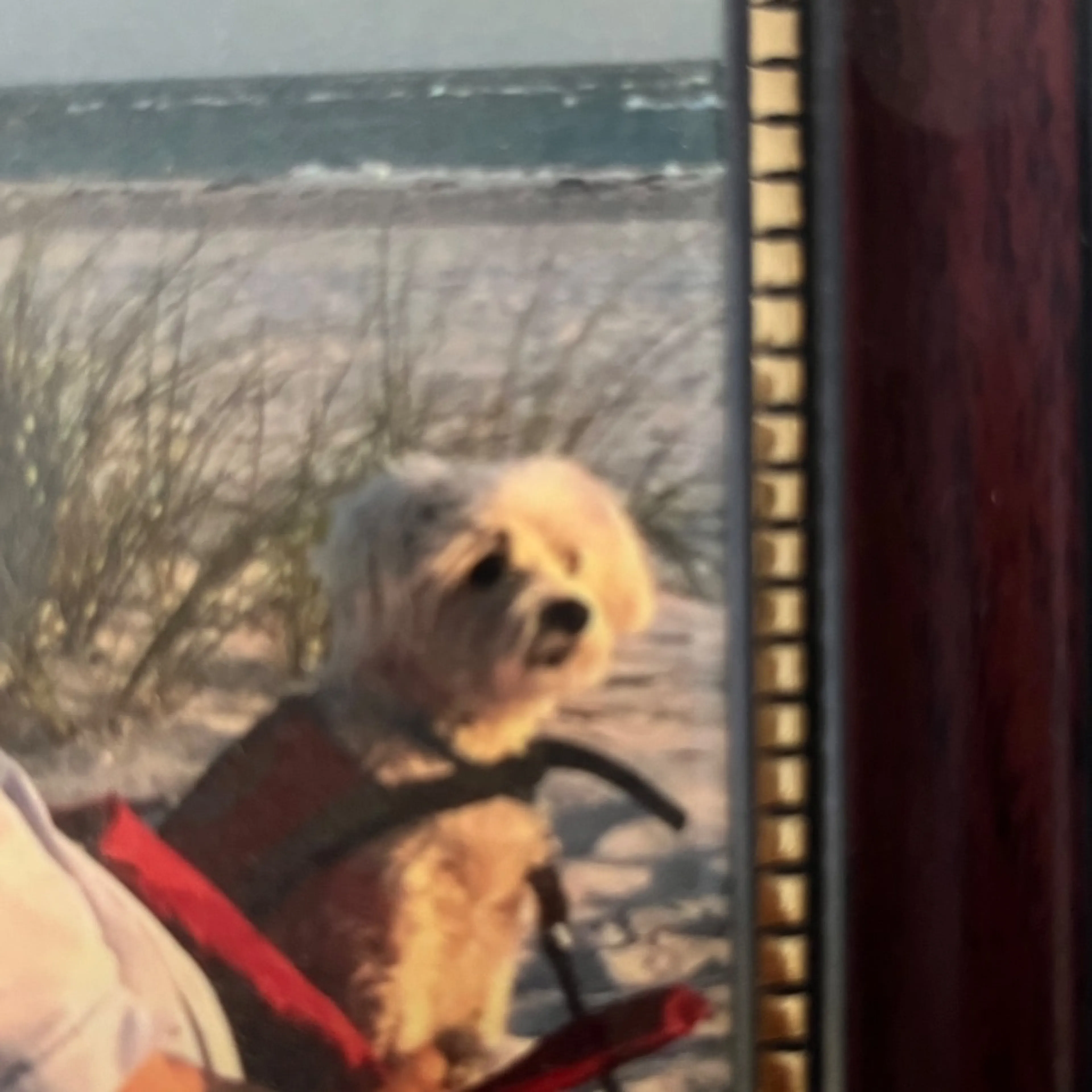 Lost pet