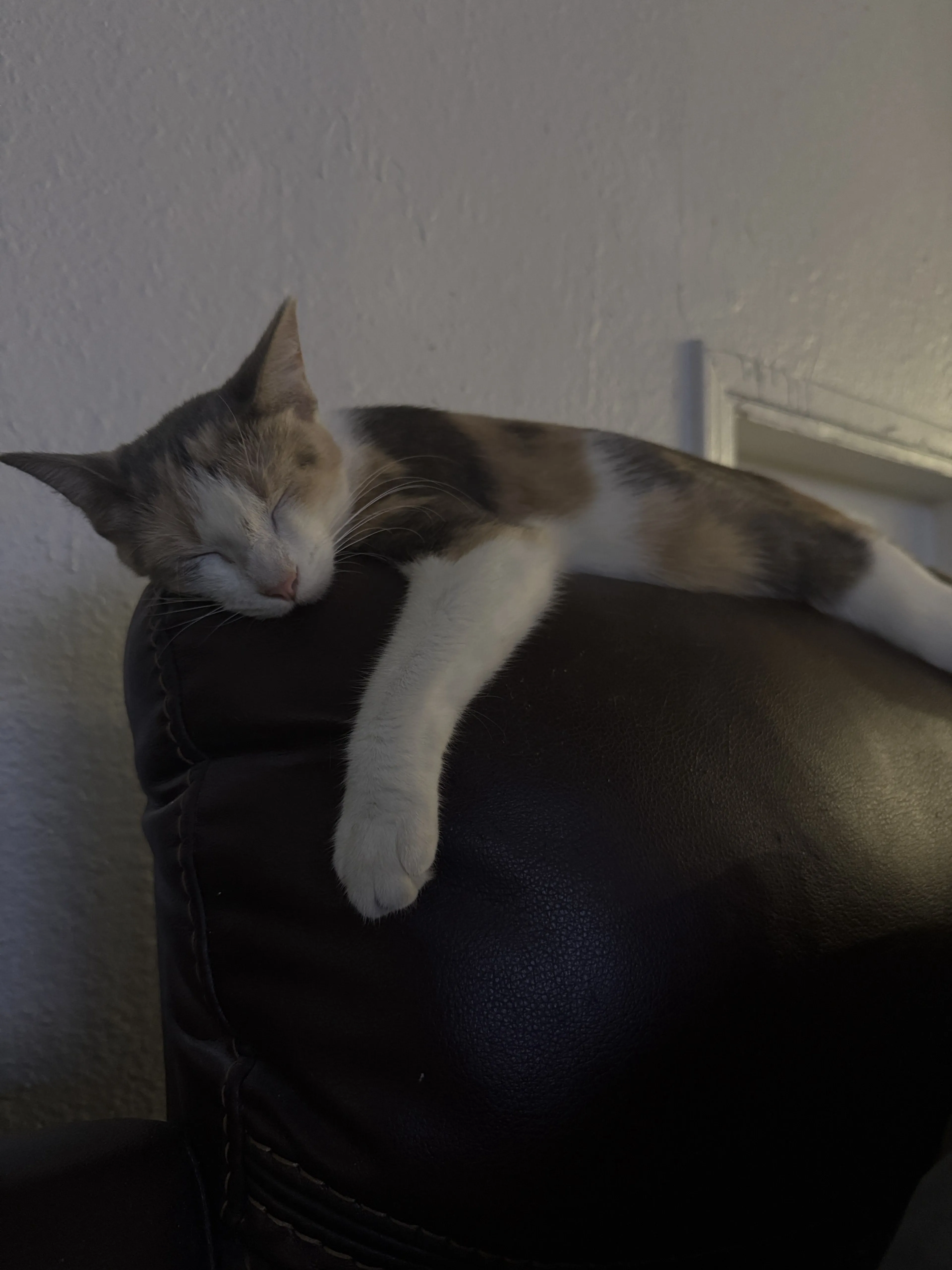 Lost pet-2