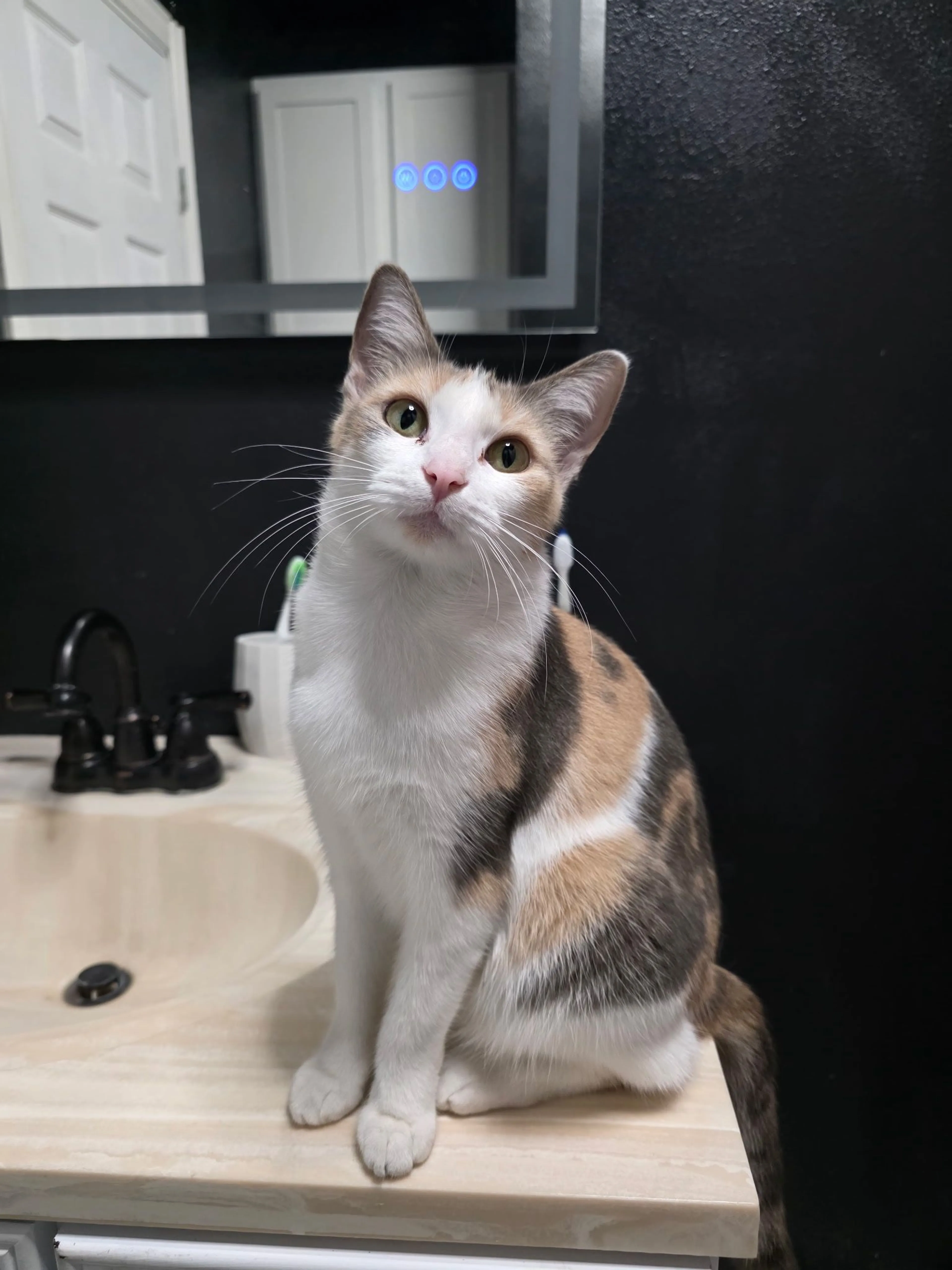 Lost pet-0