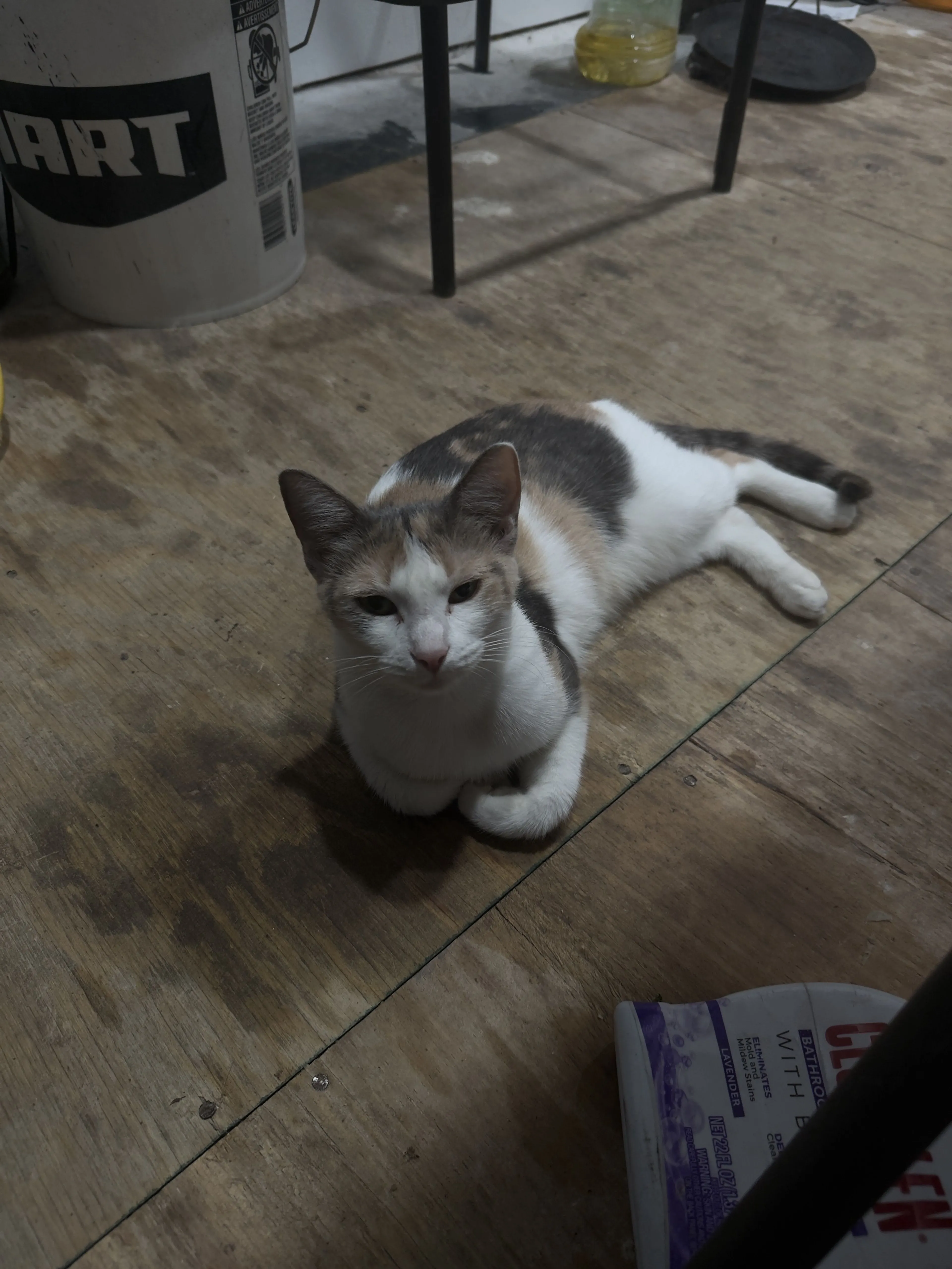 Lost pet-1
