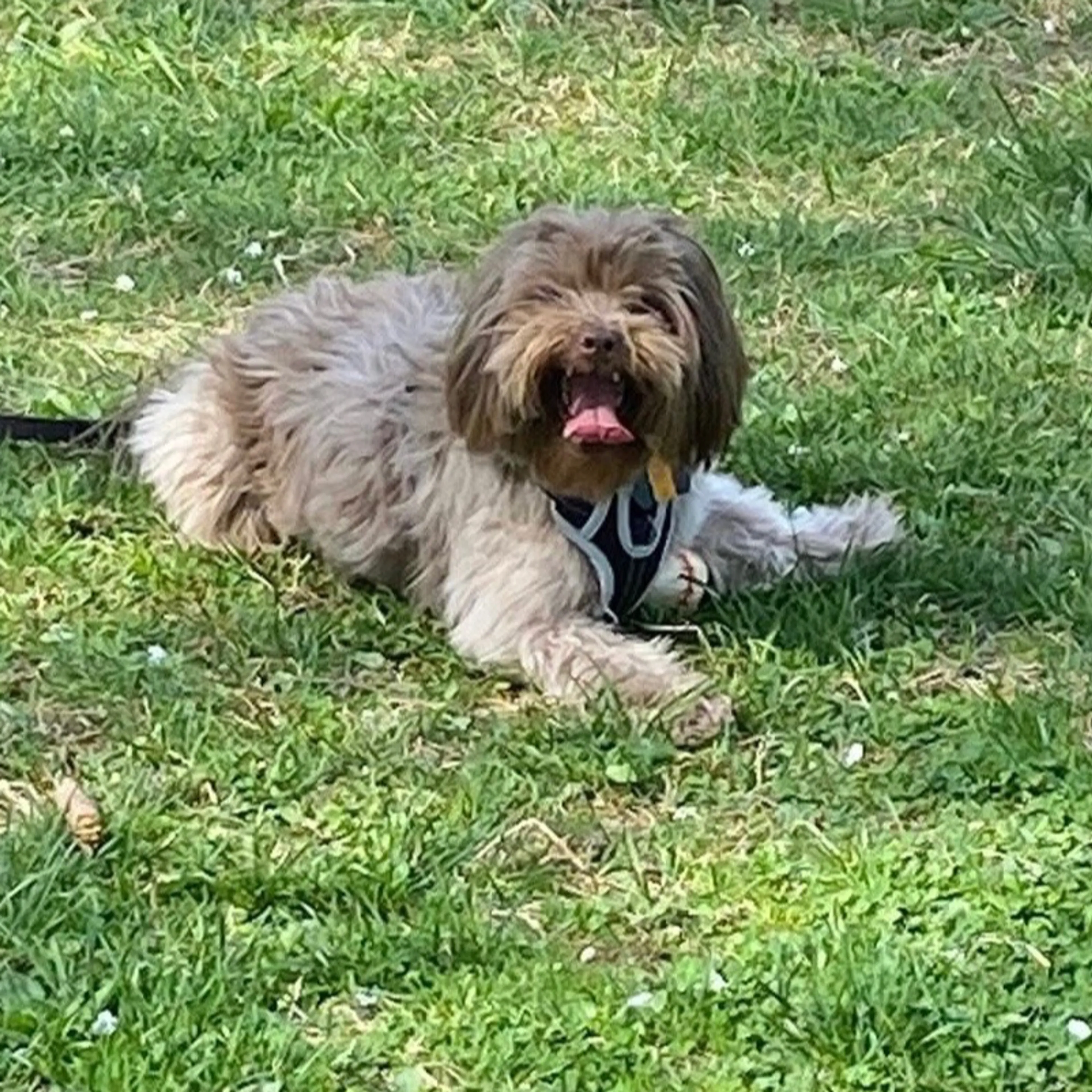 Lost pet-1