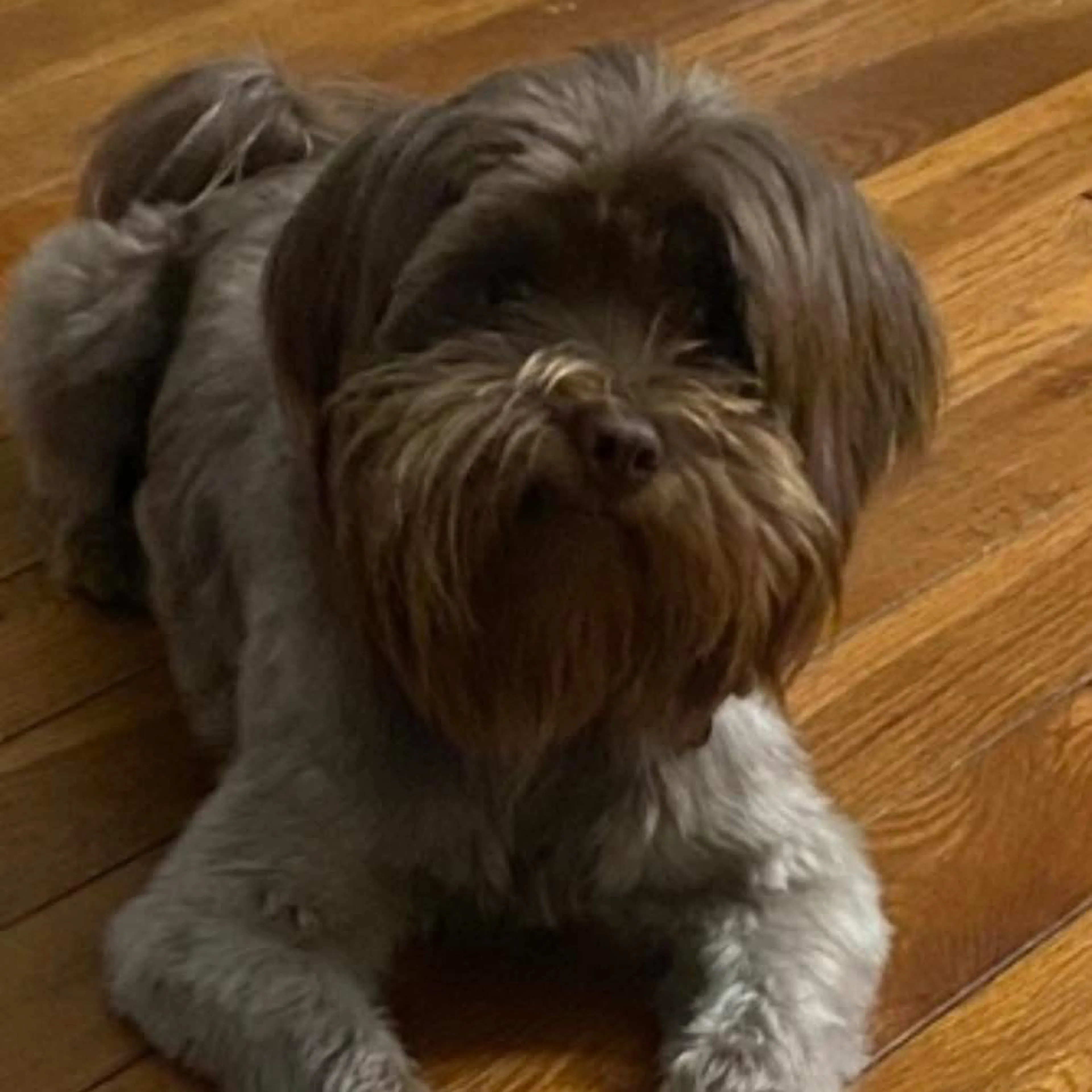 Lost pet-3