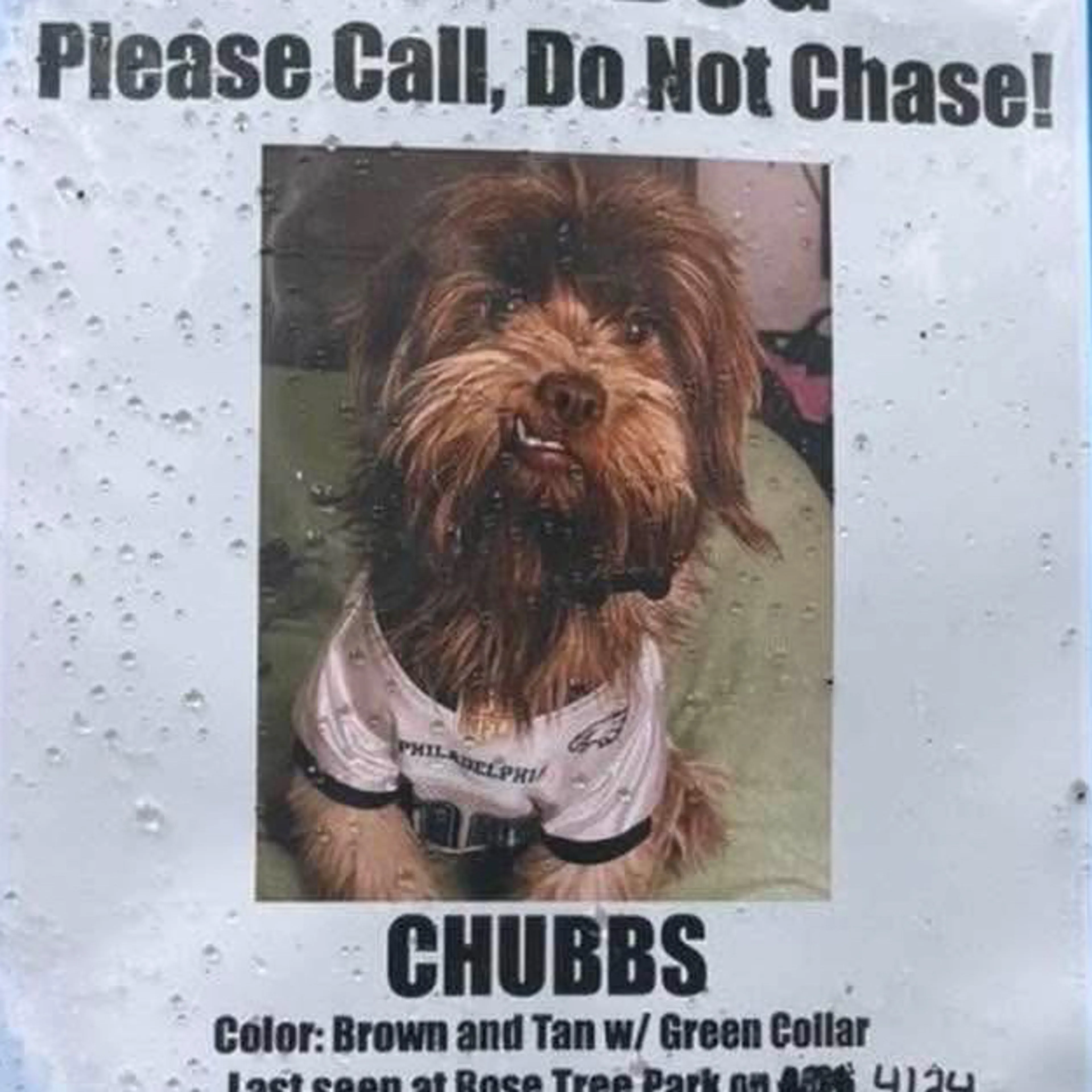 Lost pet-2