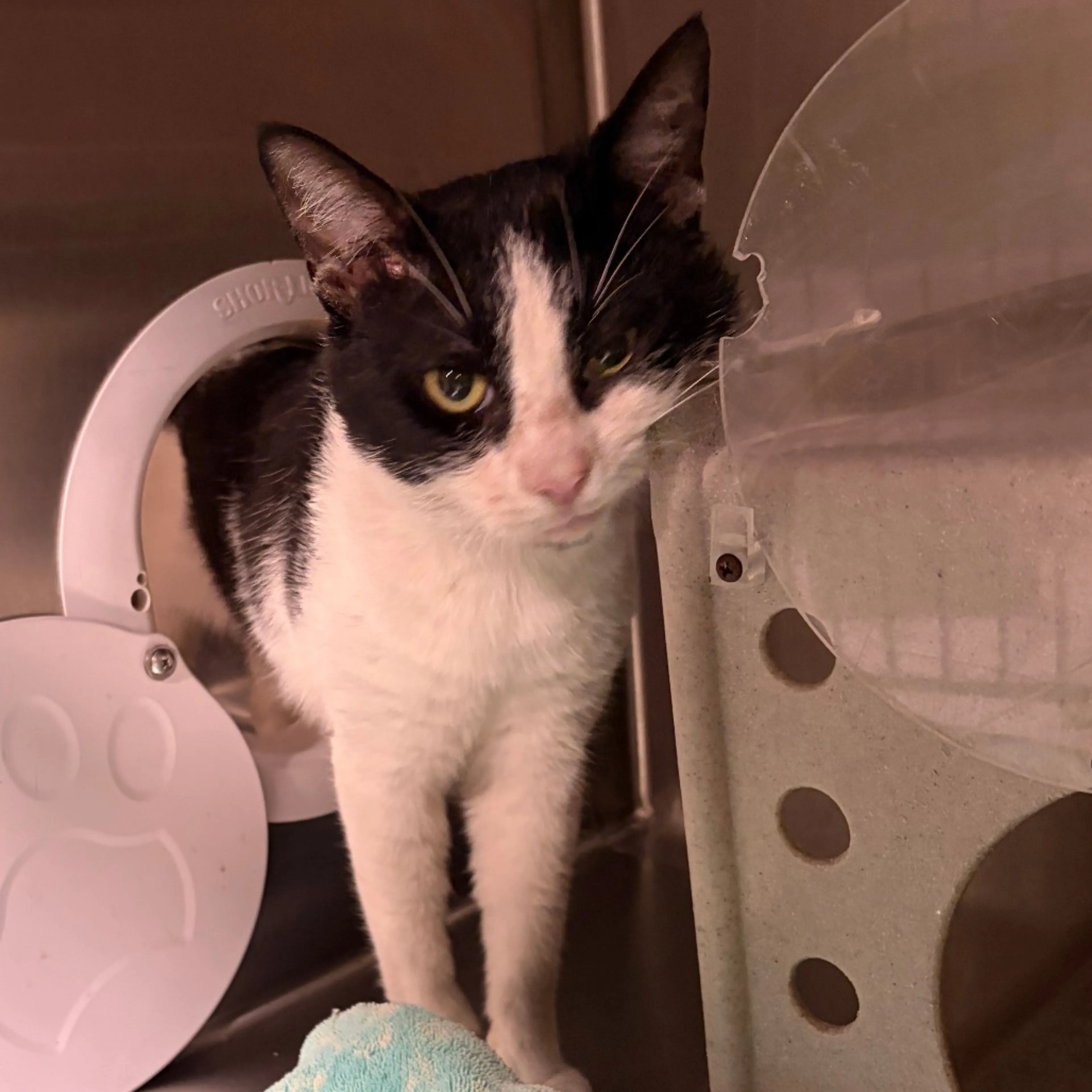 Found pet