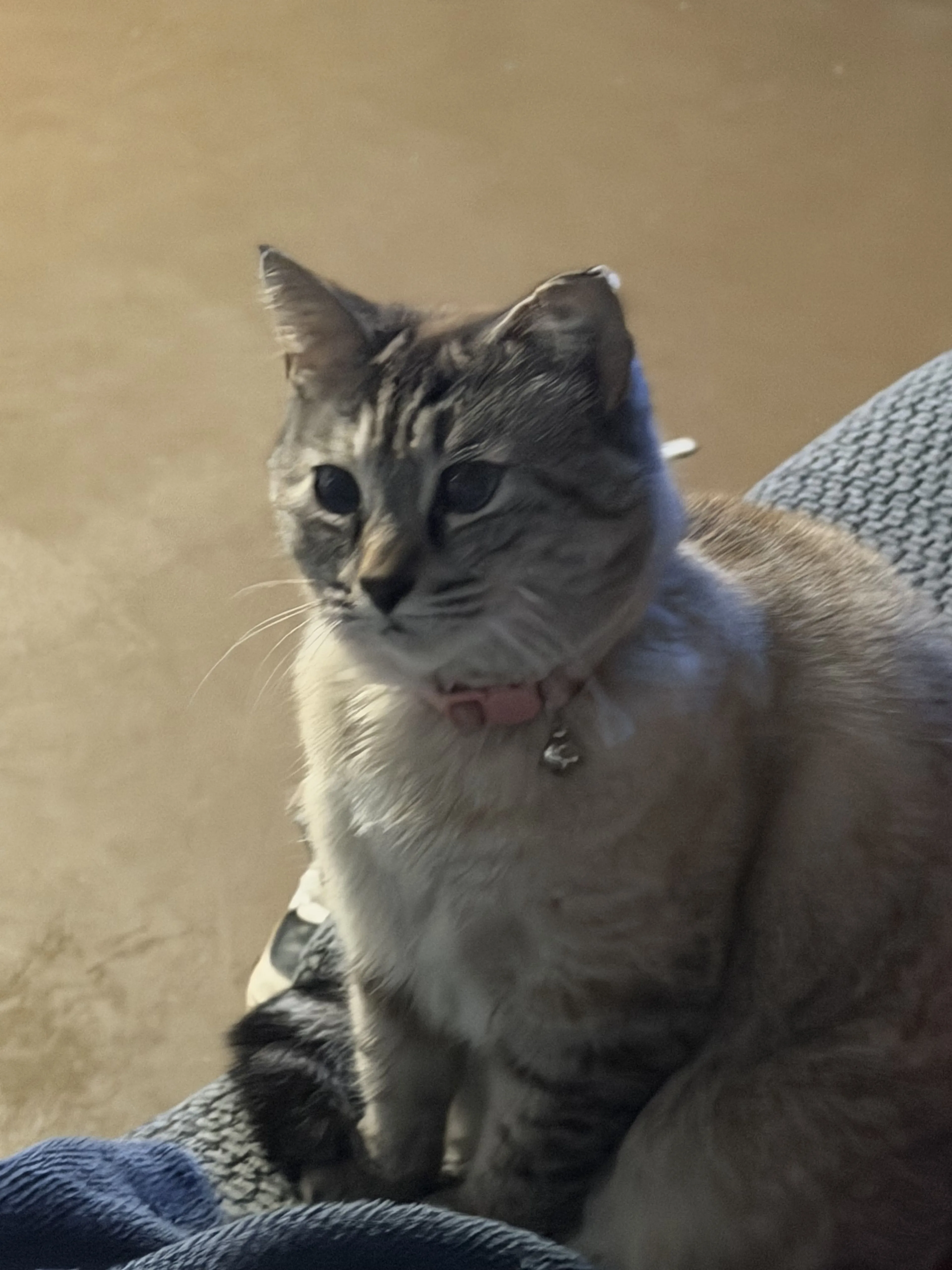 Lost pet-0