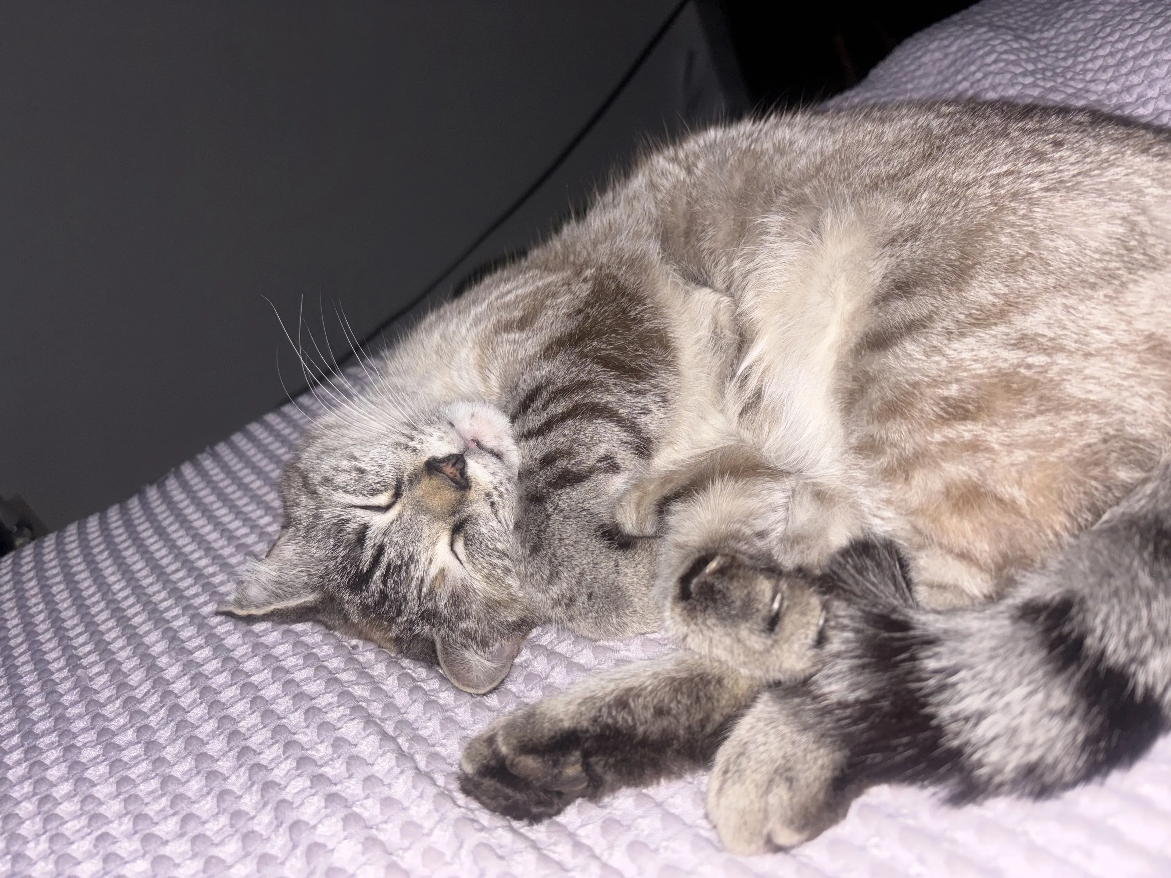 Lost pet-2