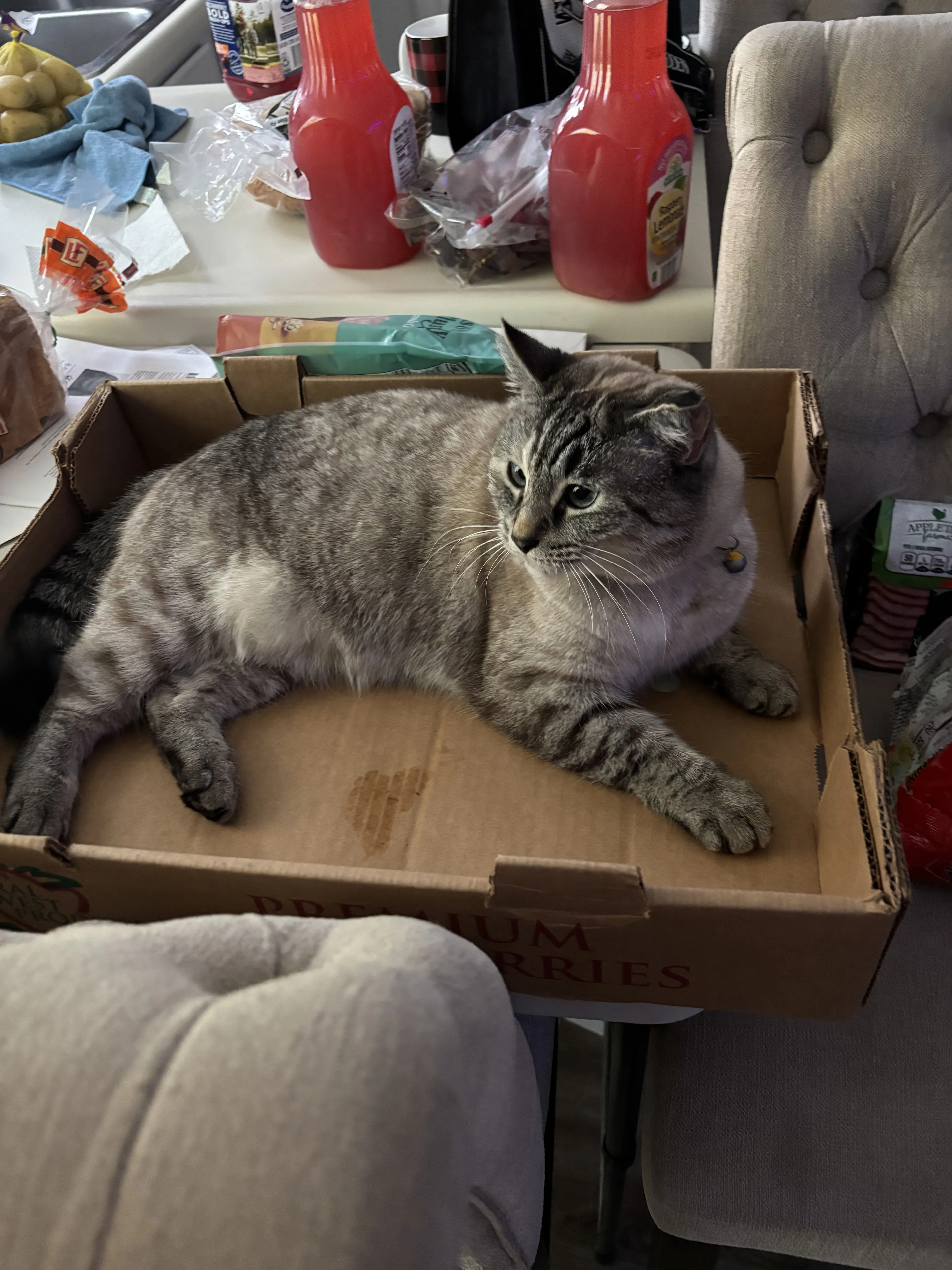 Lost pet-1
