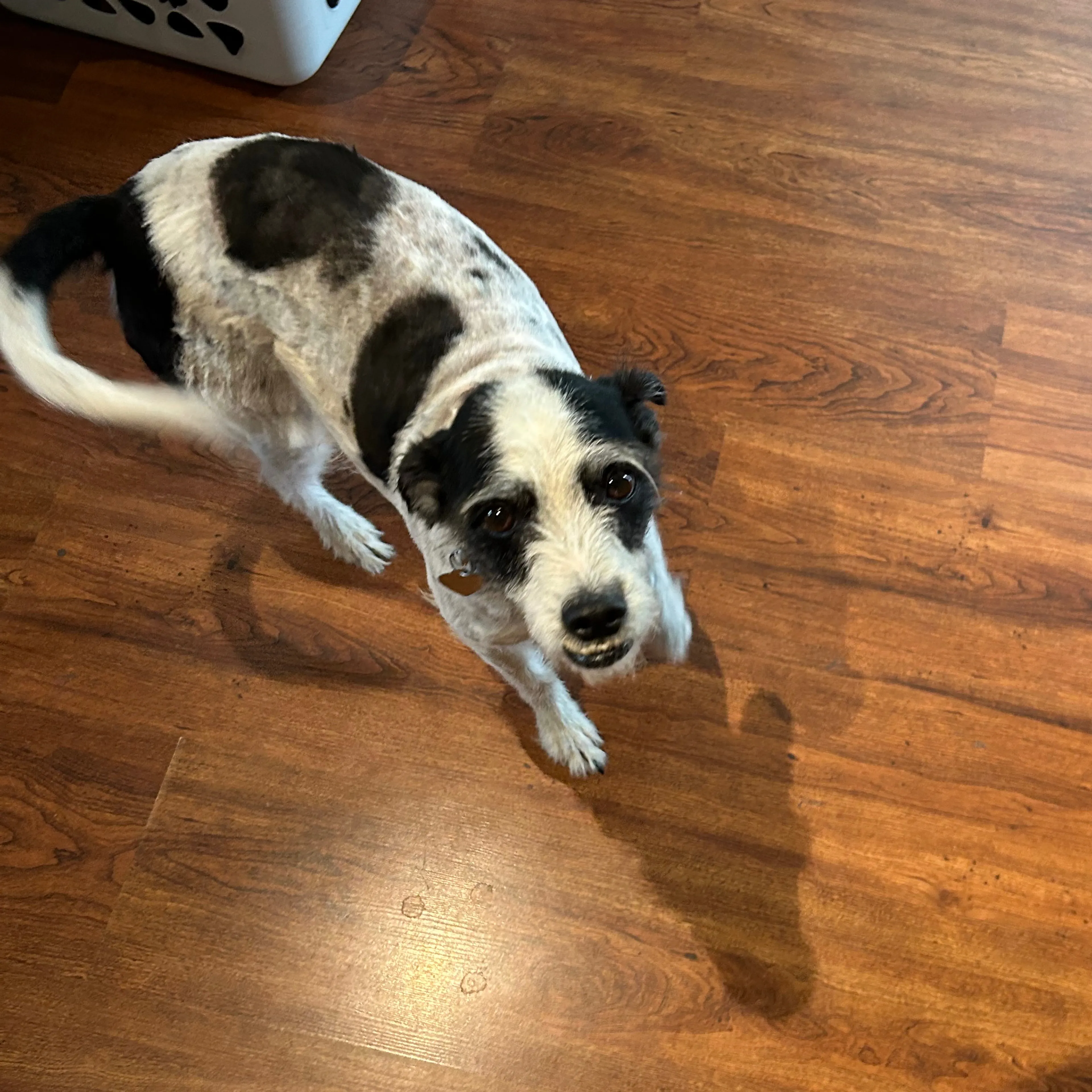 Lost pet-1