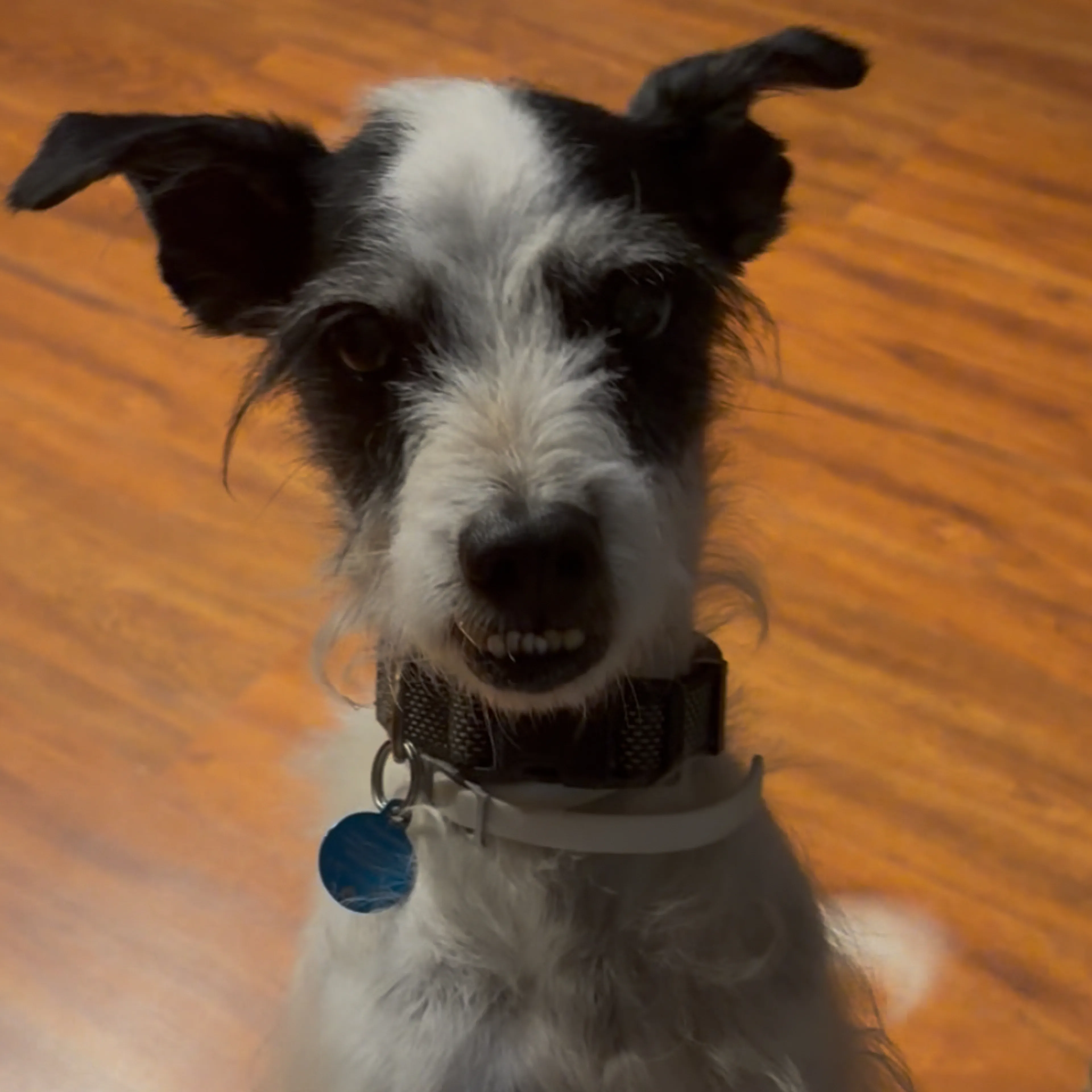 Lost pet-2