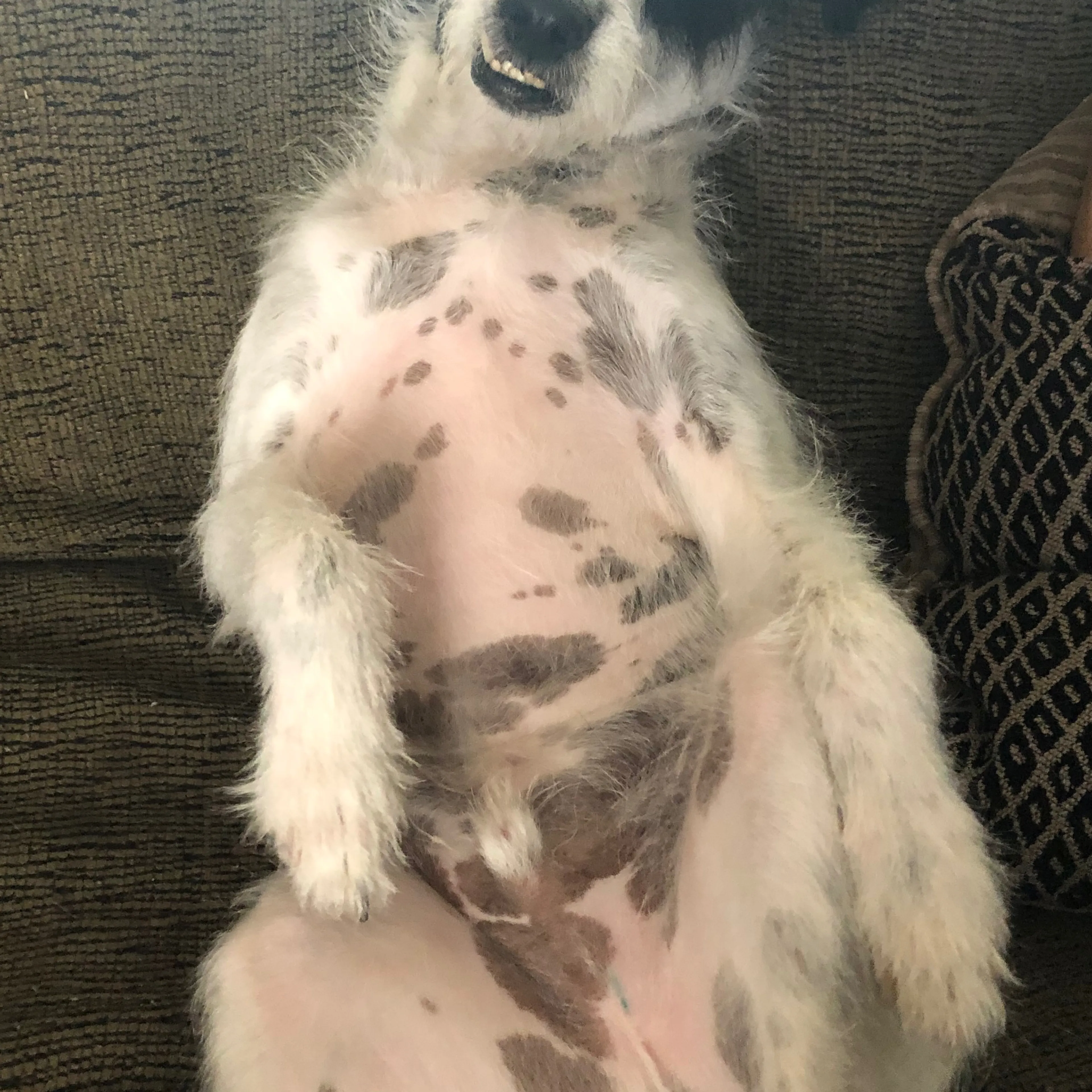 Lost pet-3