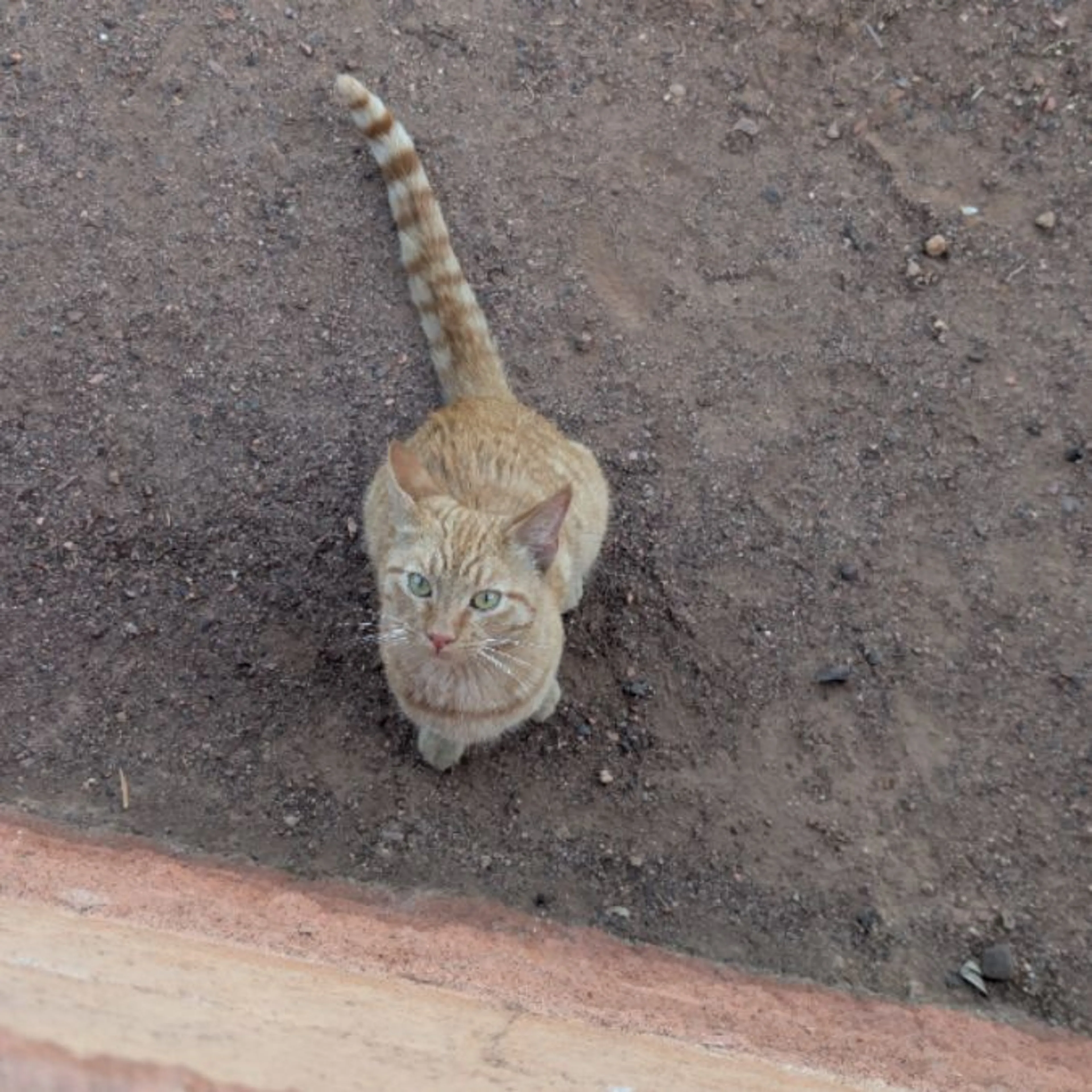 Found pet