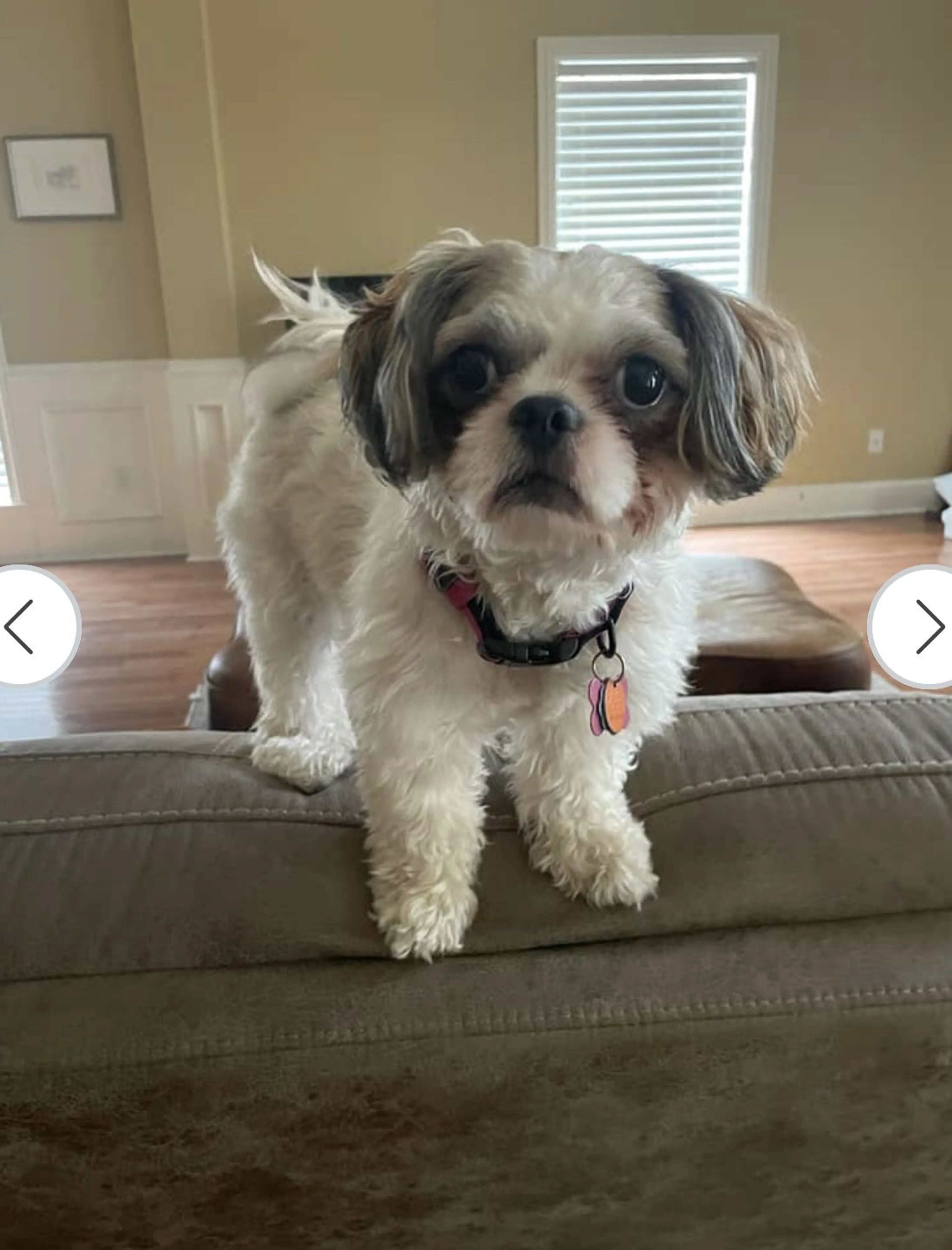 Lost pet-1