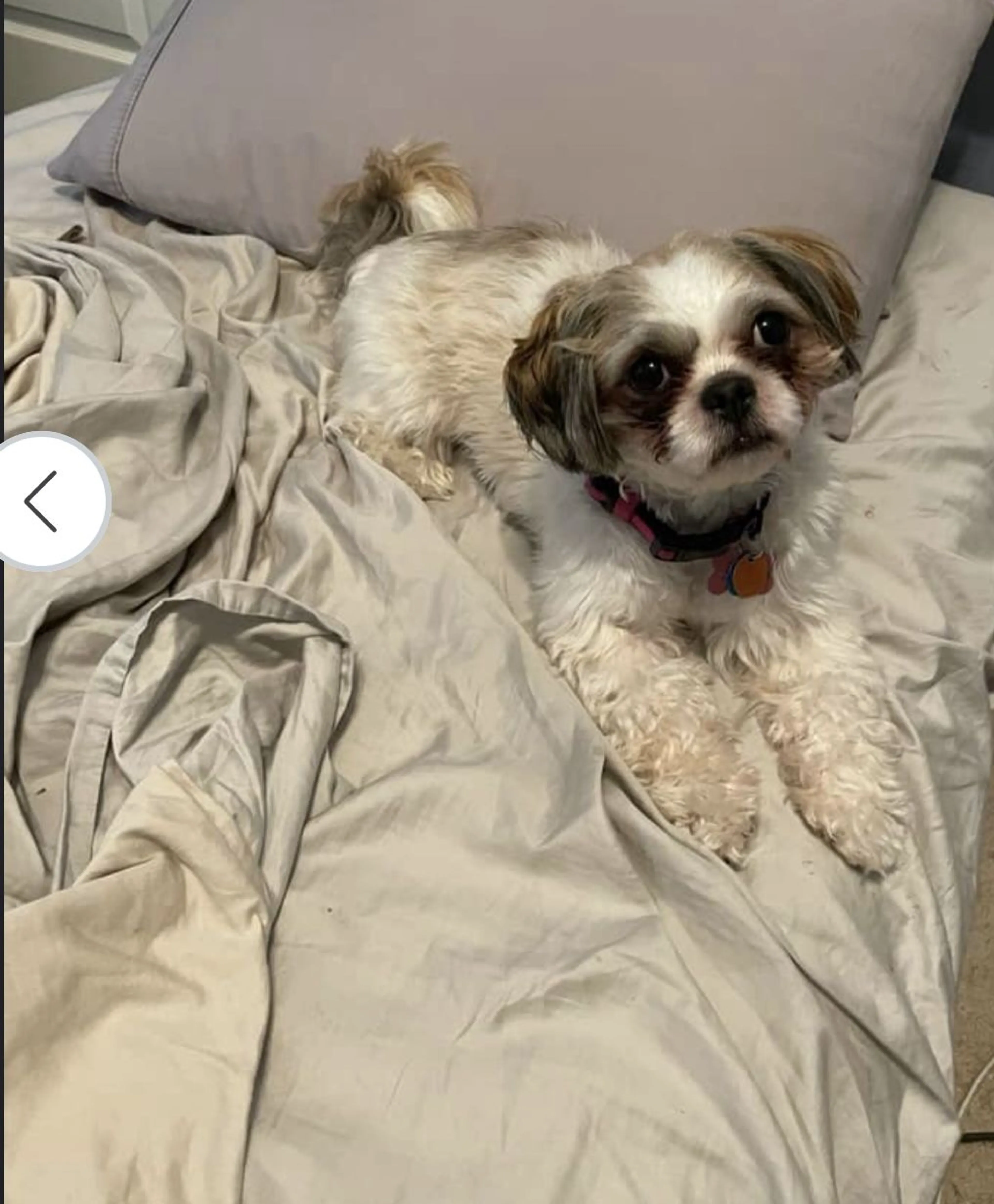 Lost pet-0
