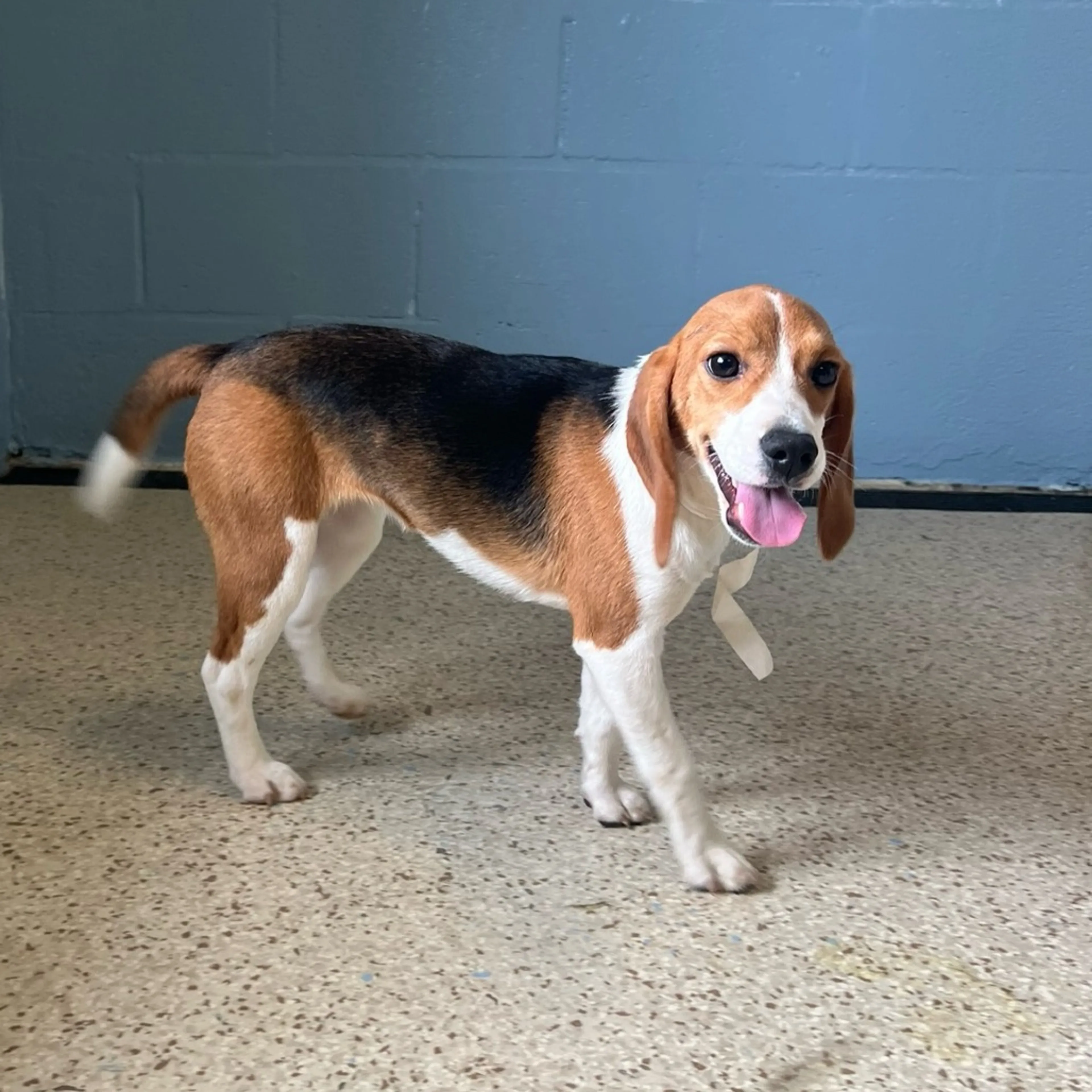 Found pet