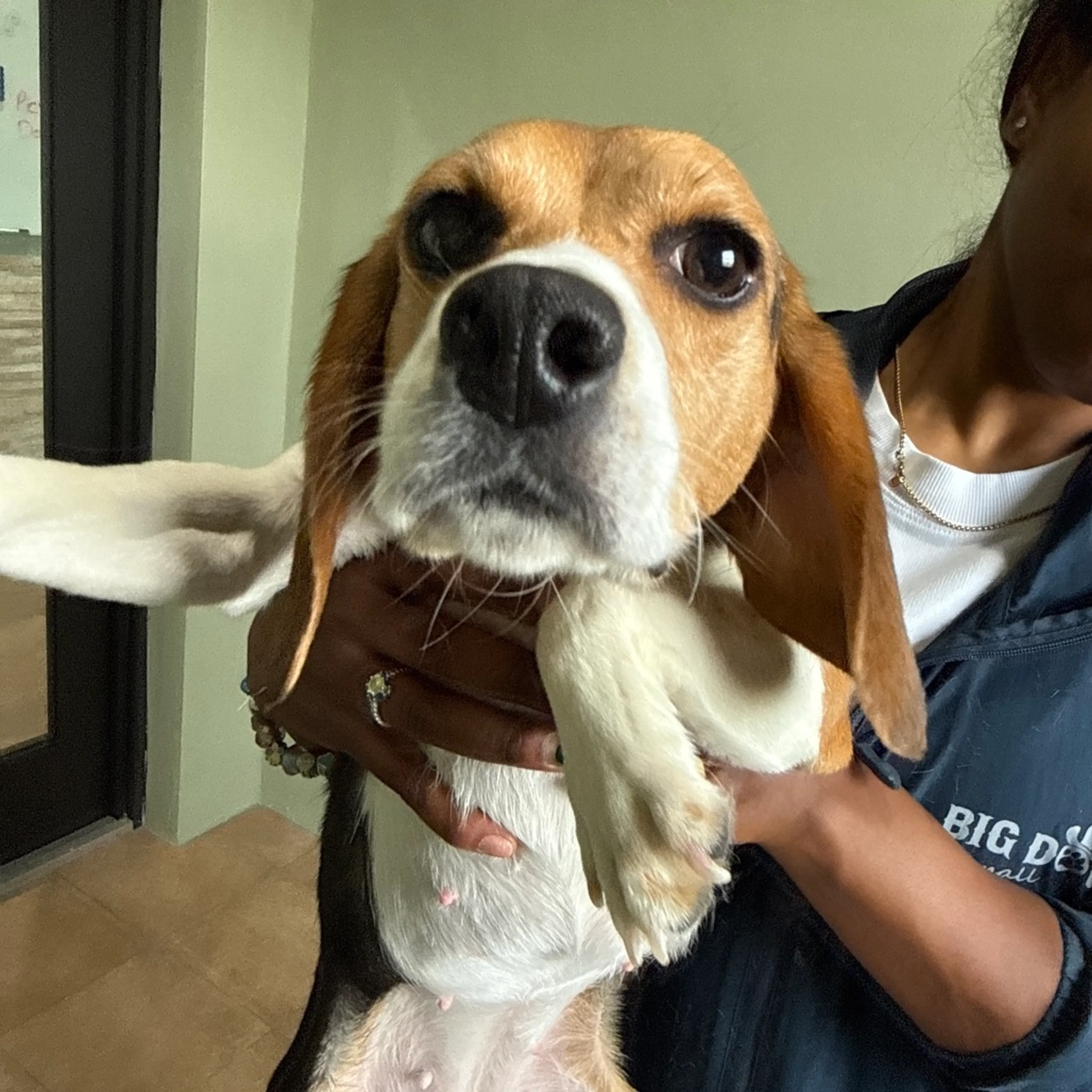 Found pet