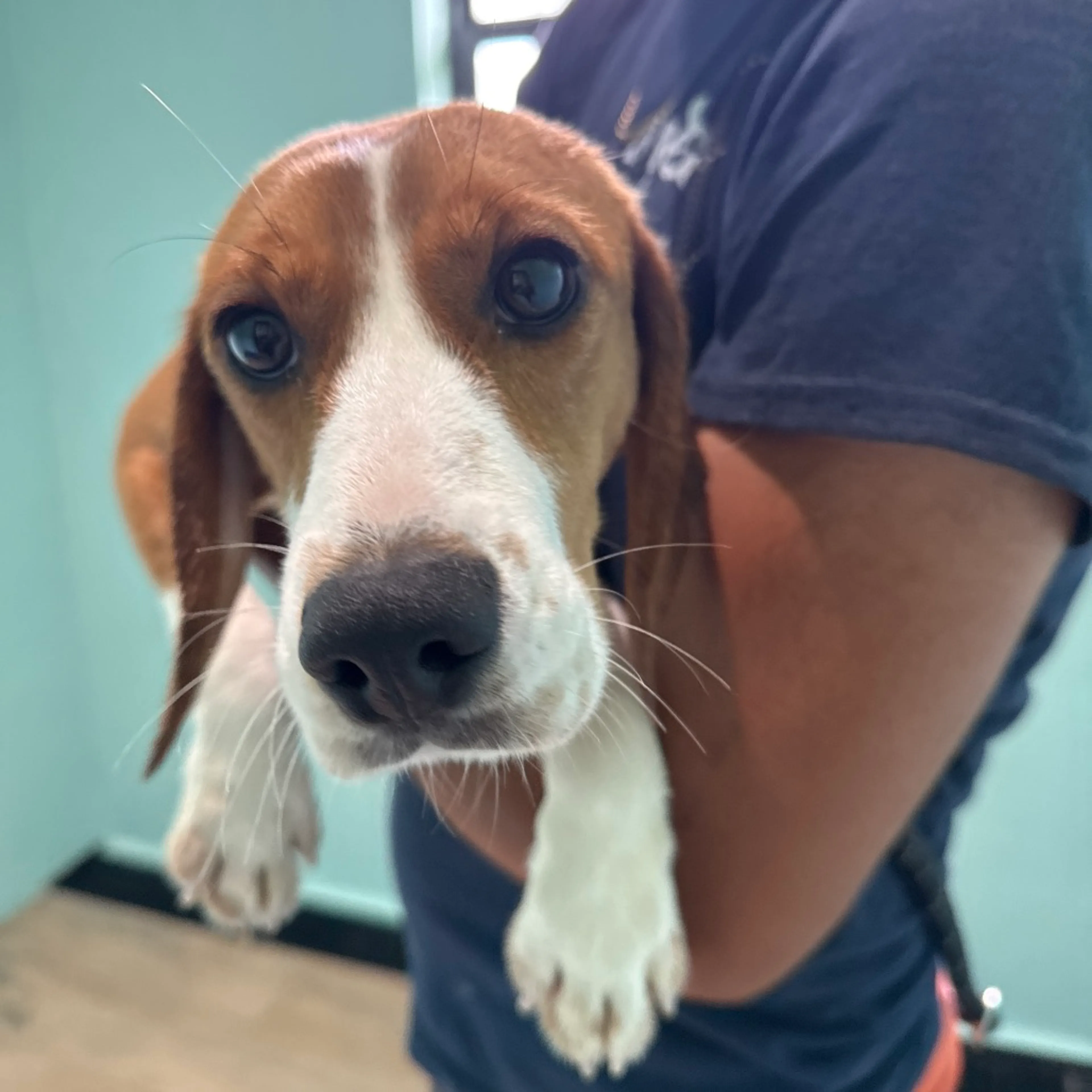Found pet
