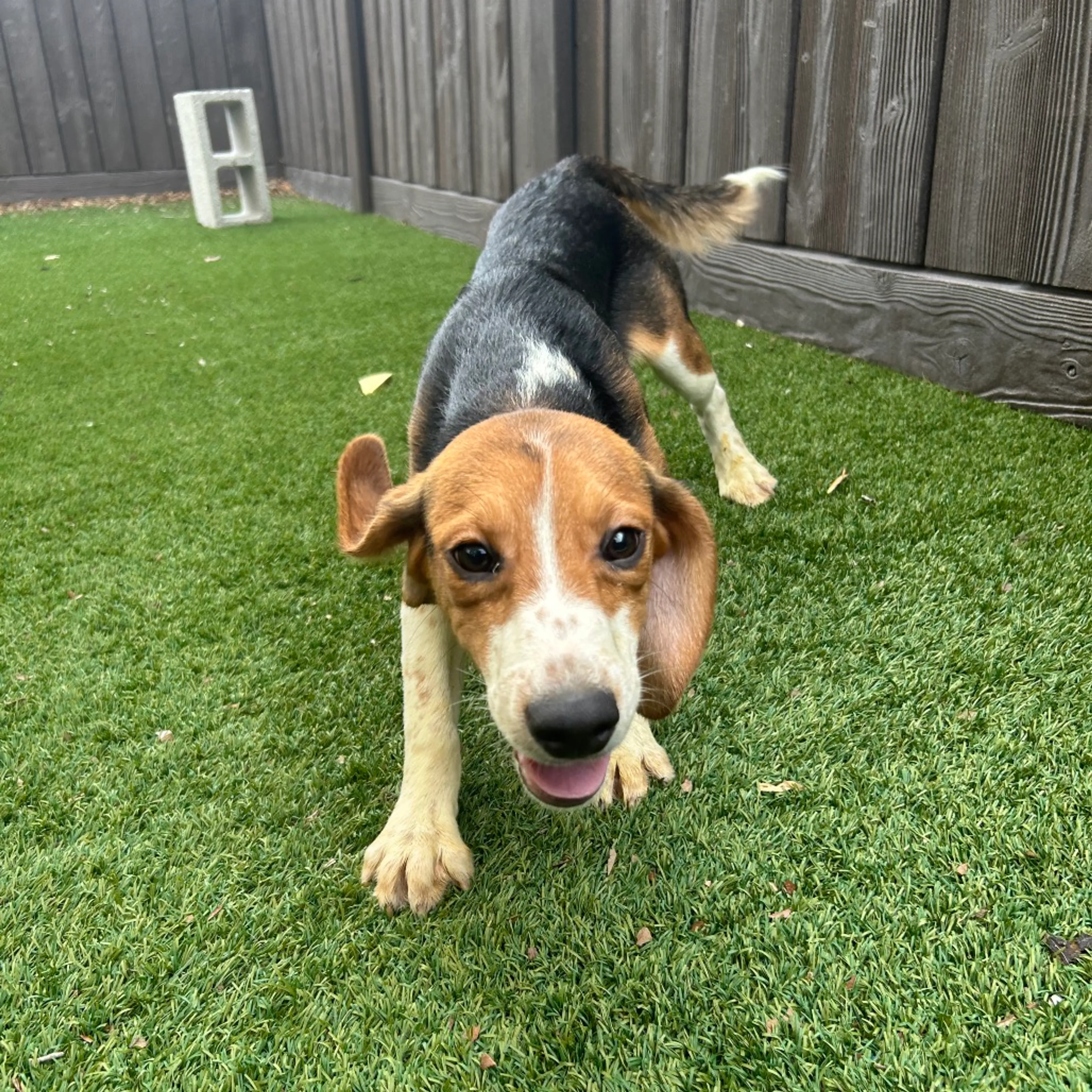 Found pet