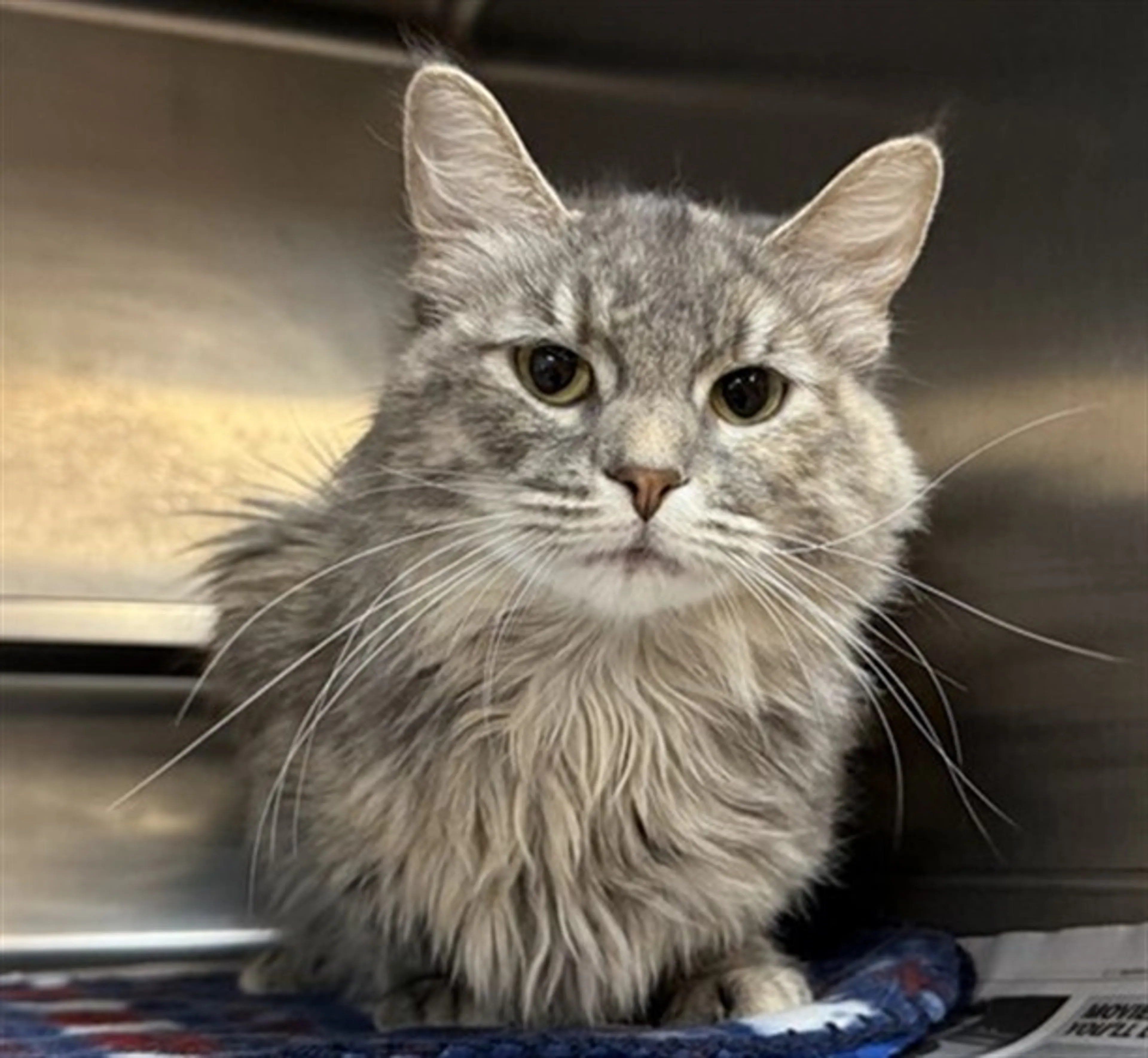 Found pet