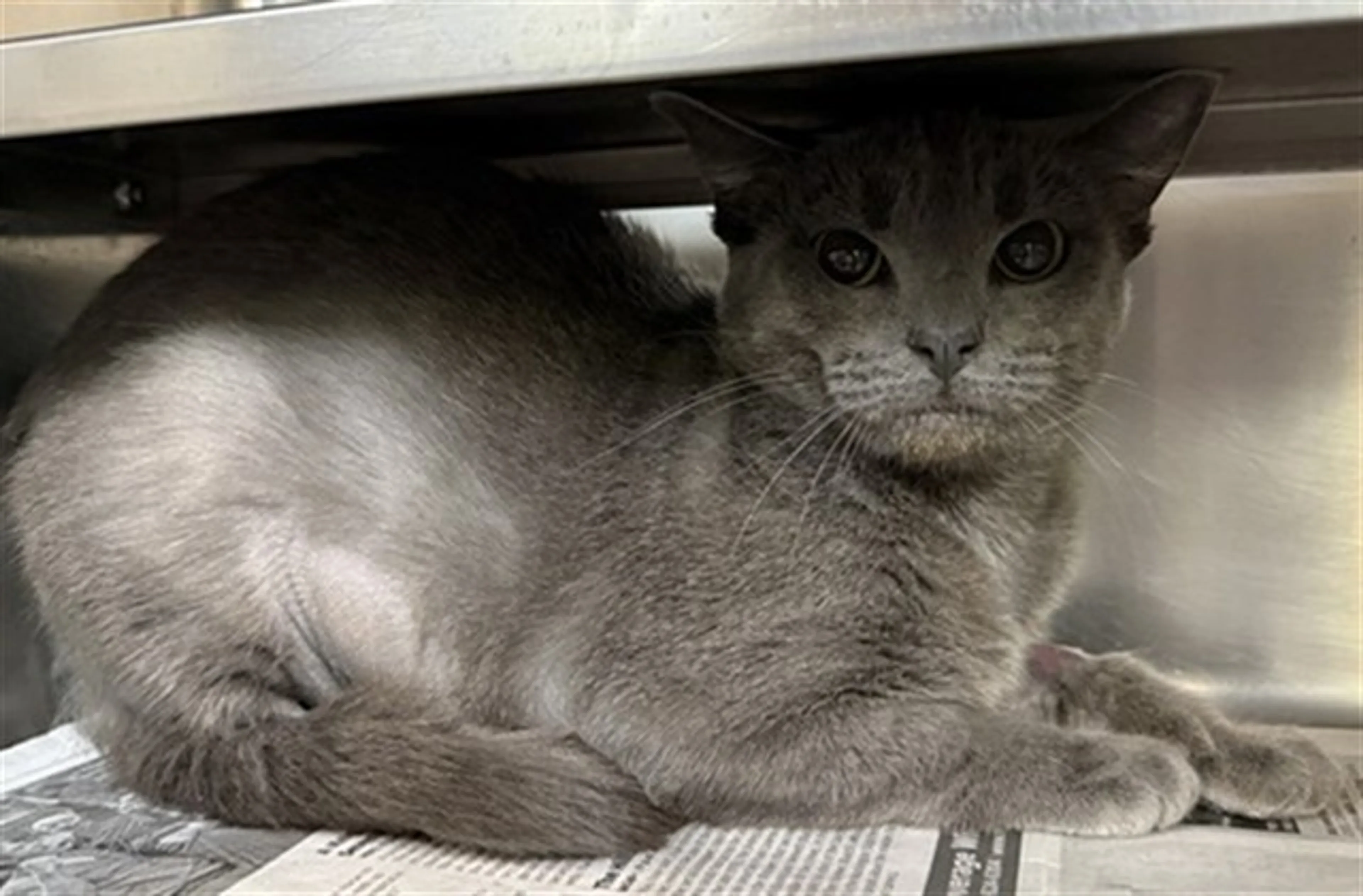 Found pet