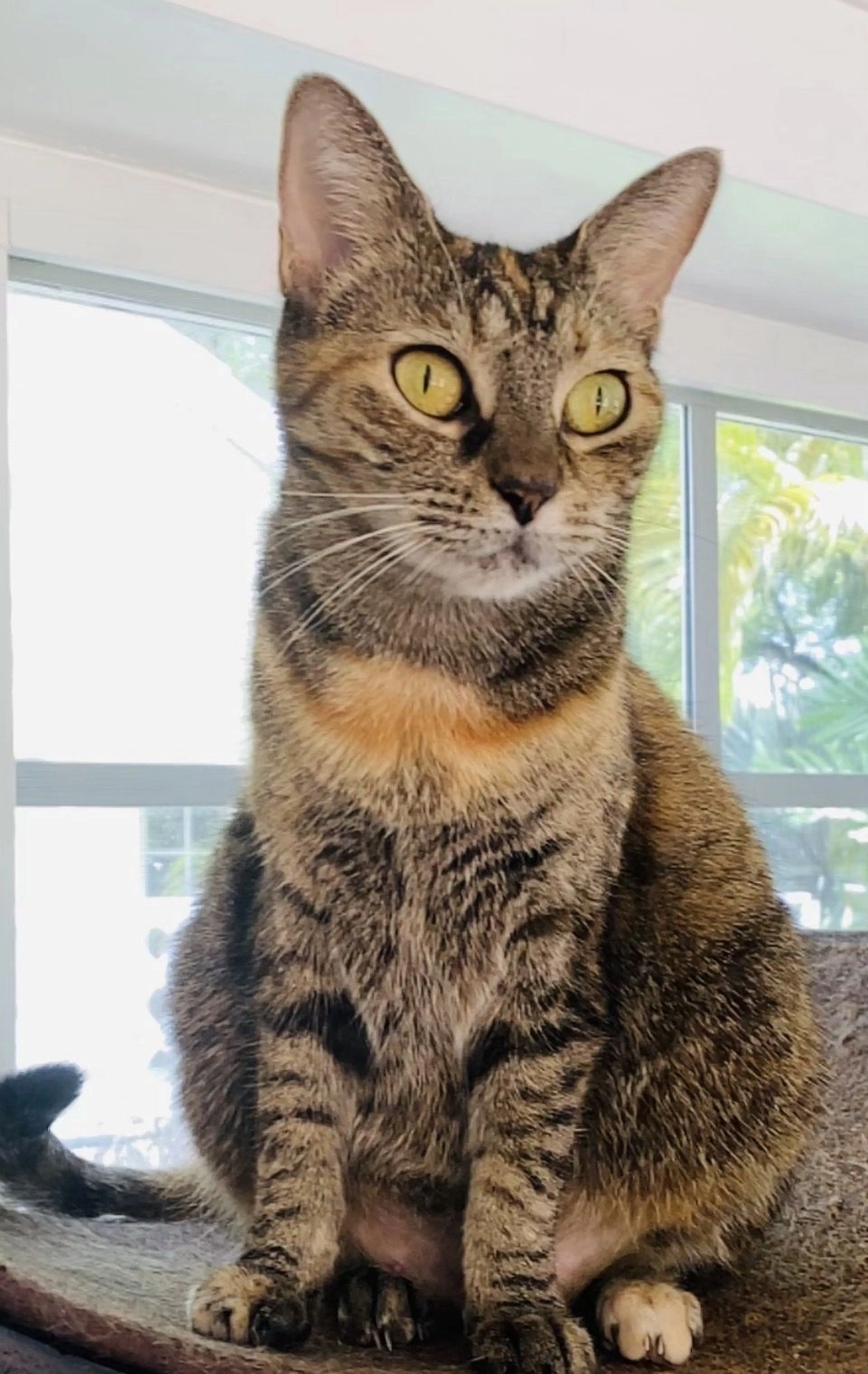 Lost pet