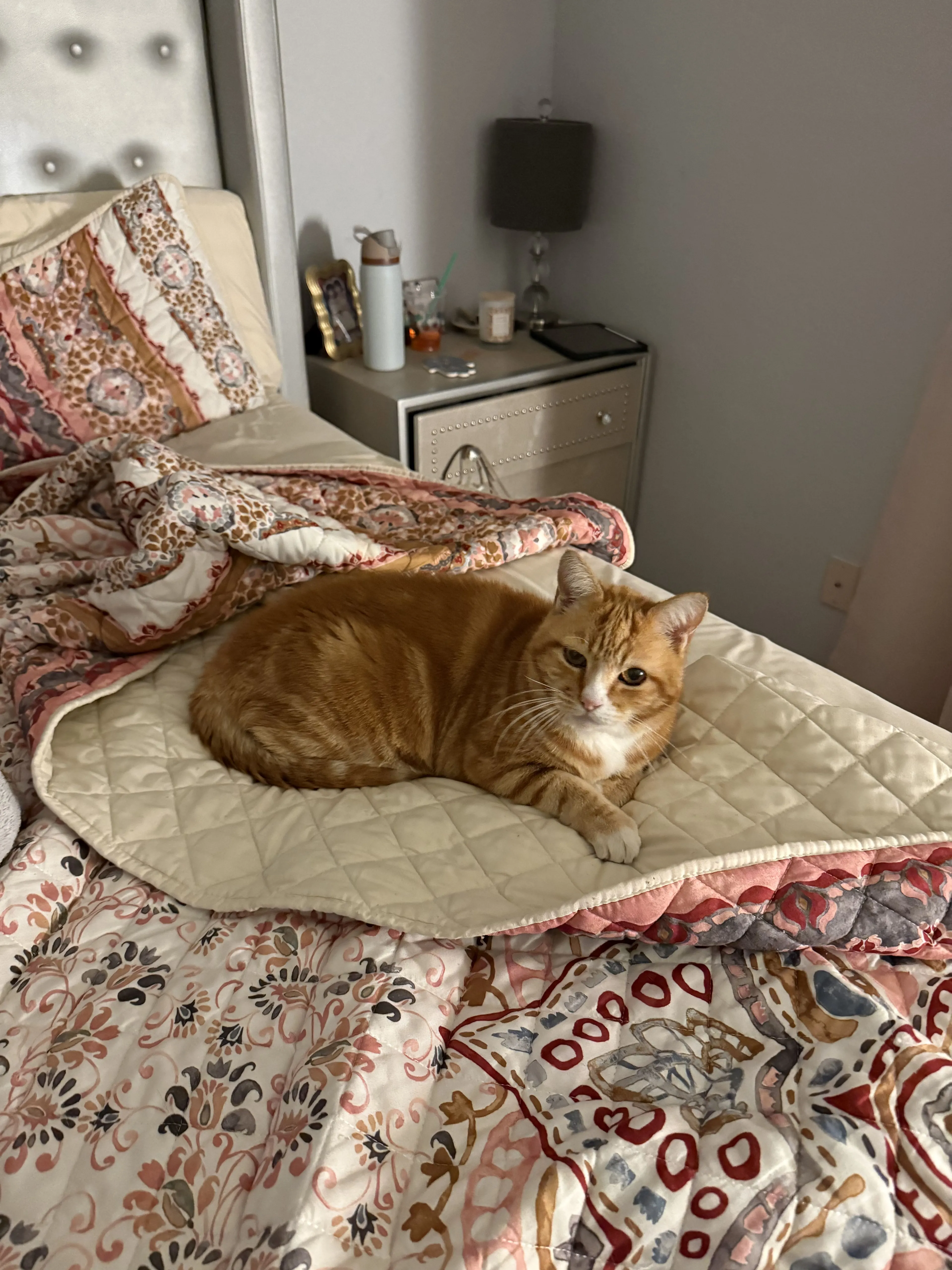 Lost pet-1
