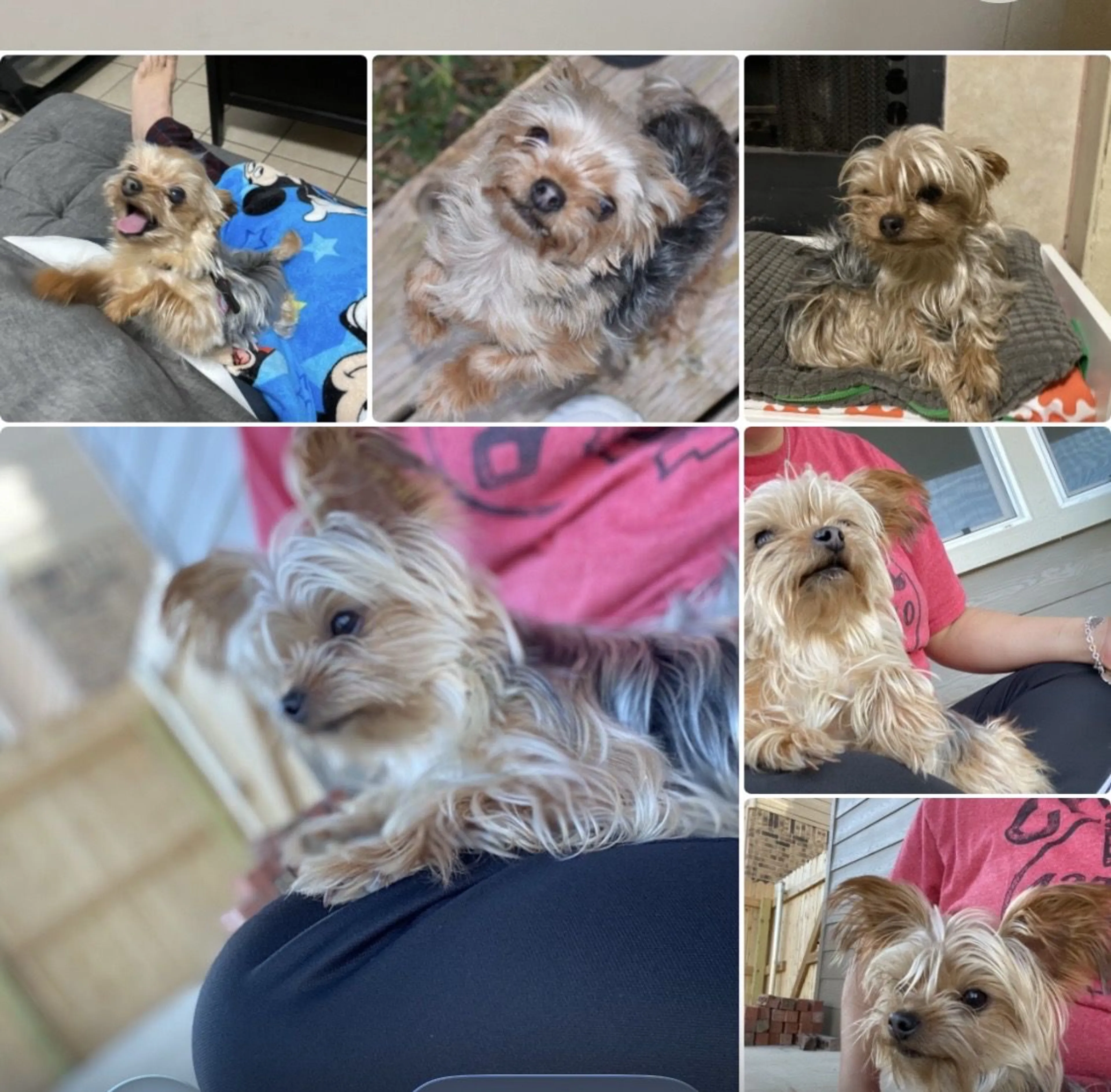 Lost pet