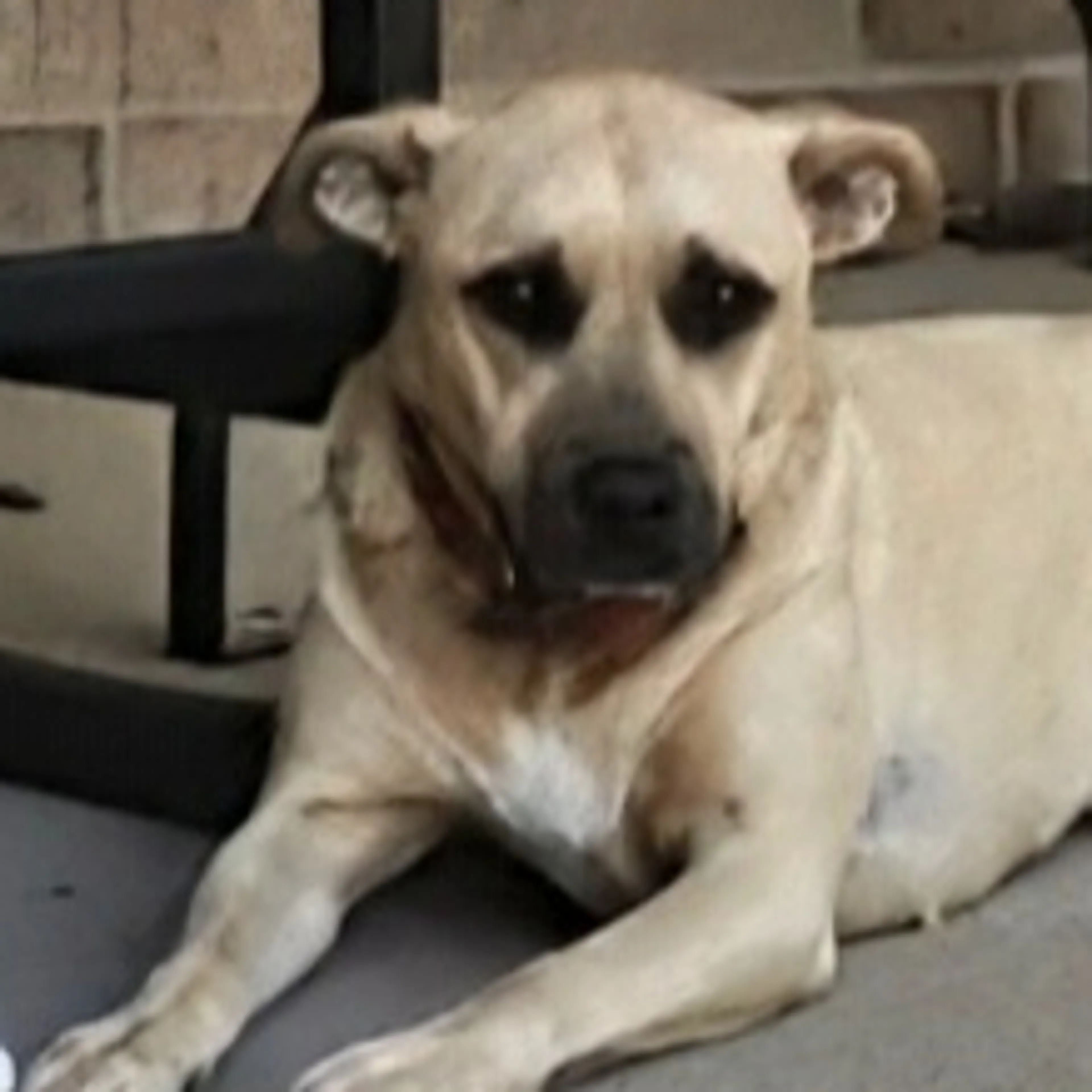 Lost pet-2