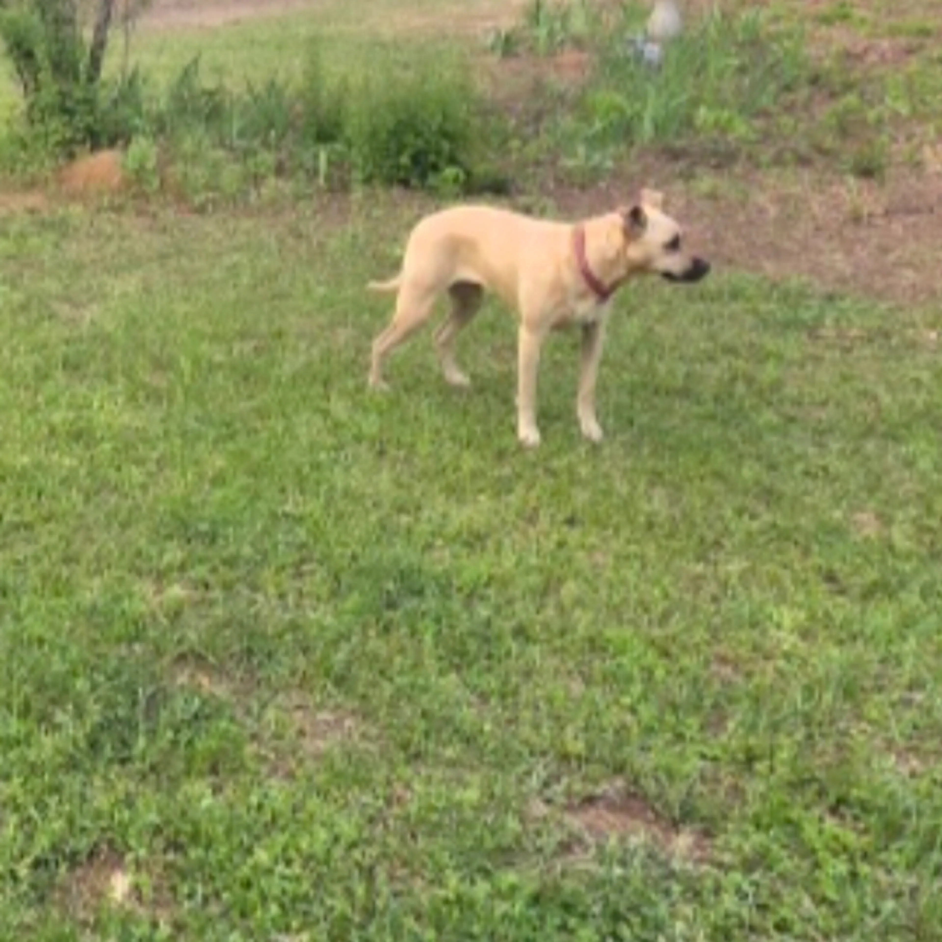 Lost pet-1