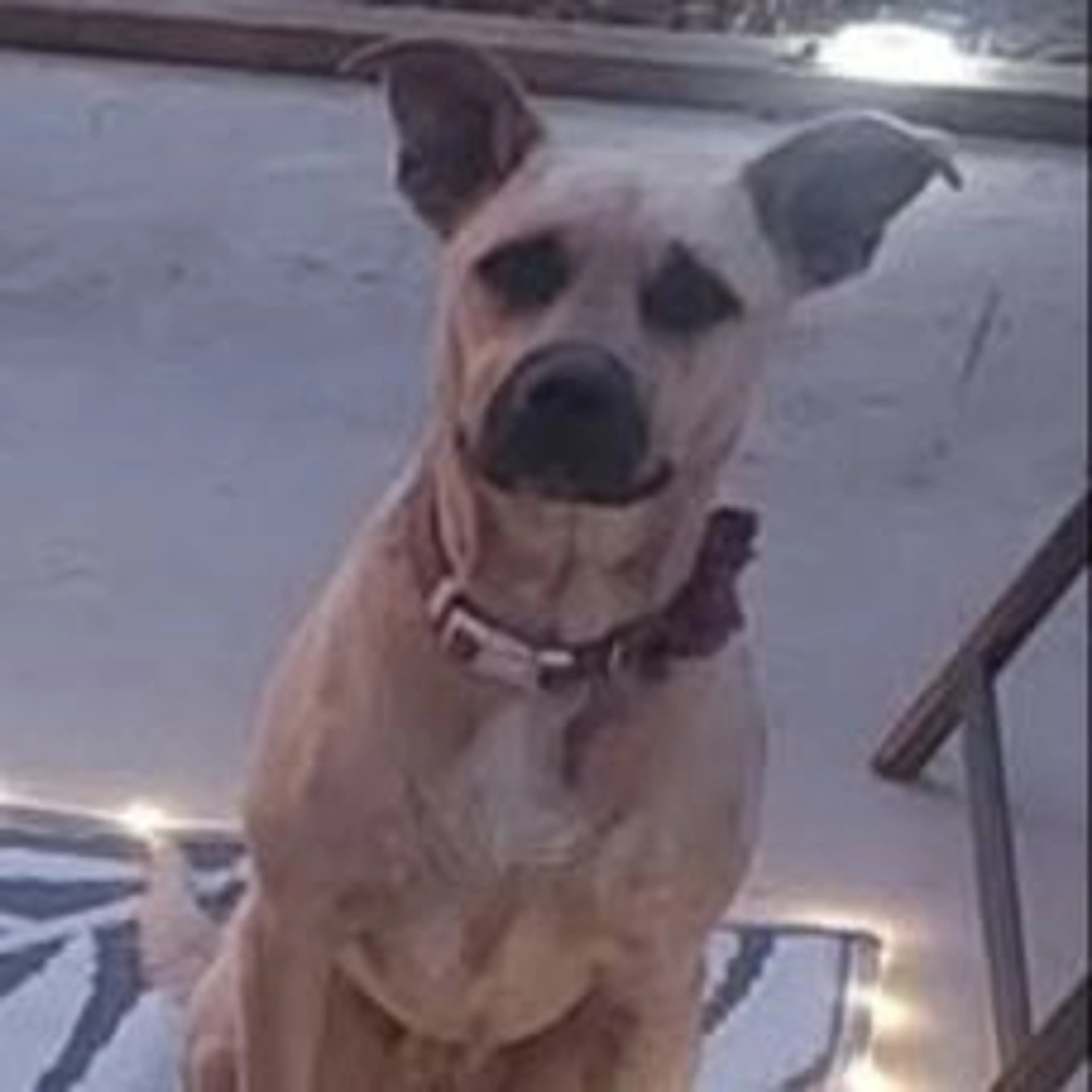 Lost pet-0