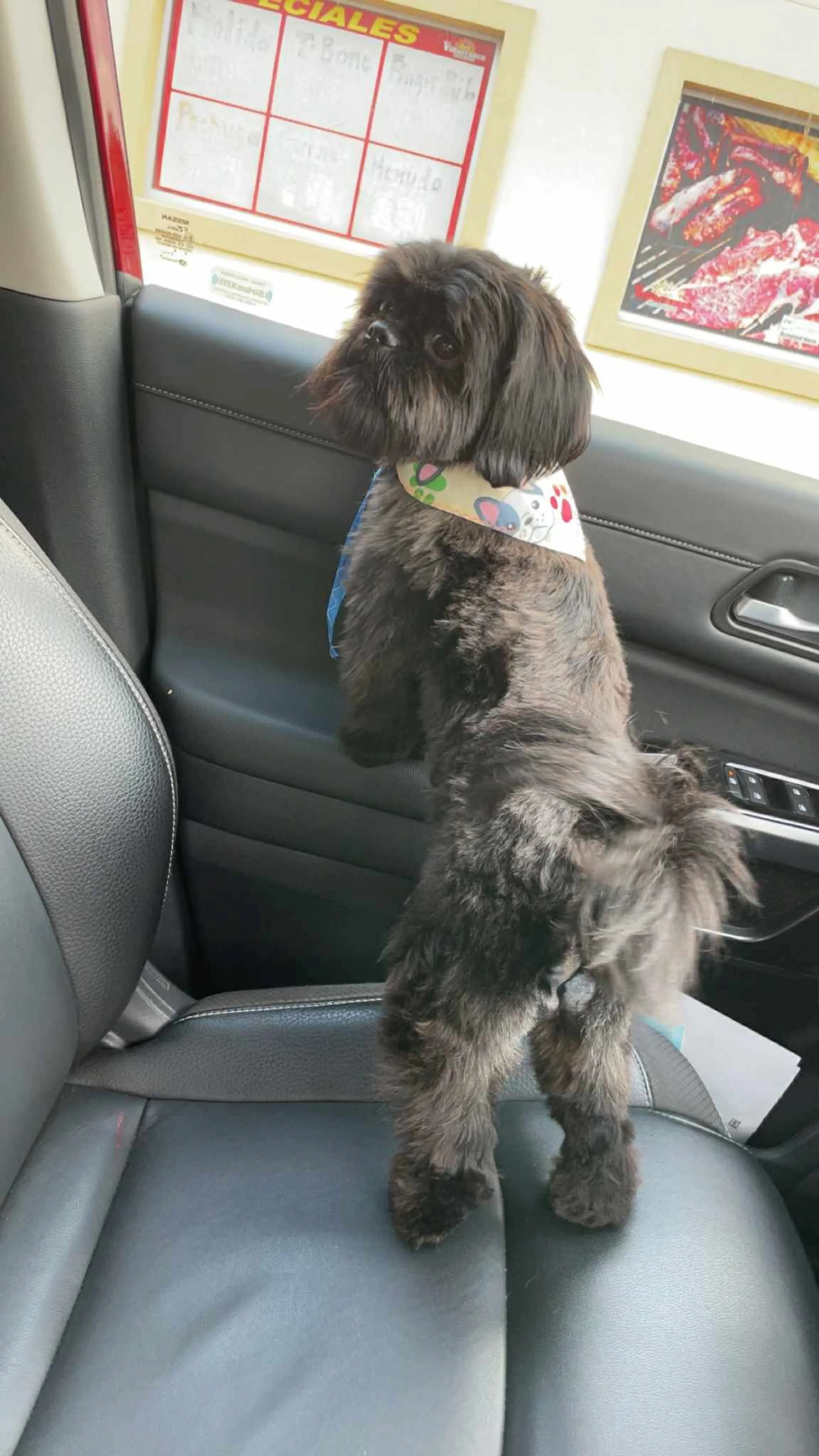 Lost pet-0