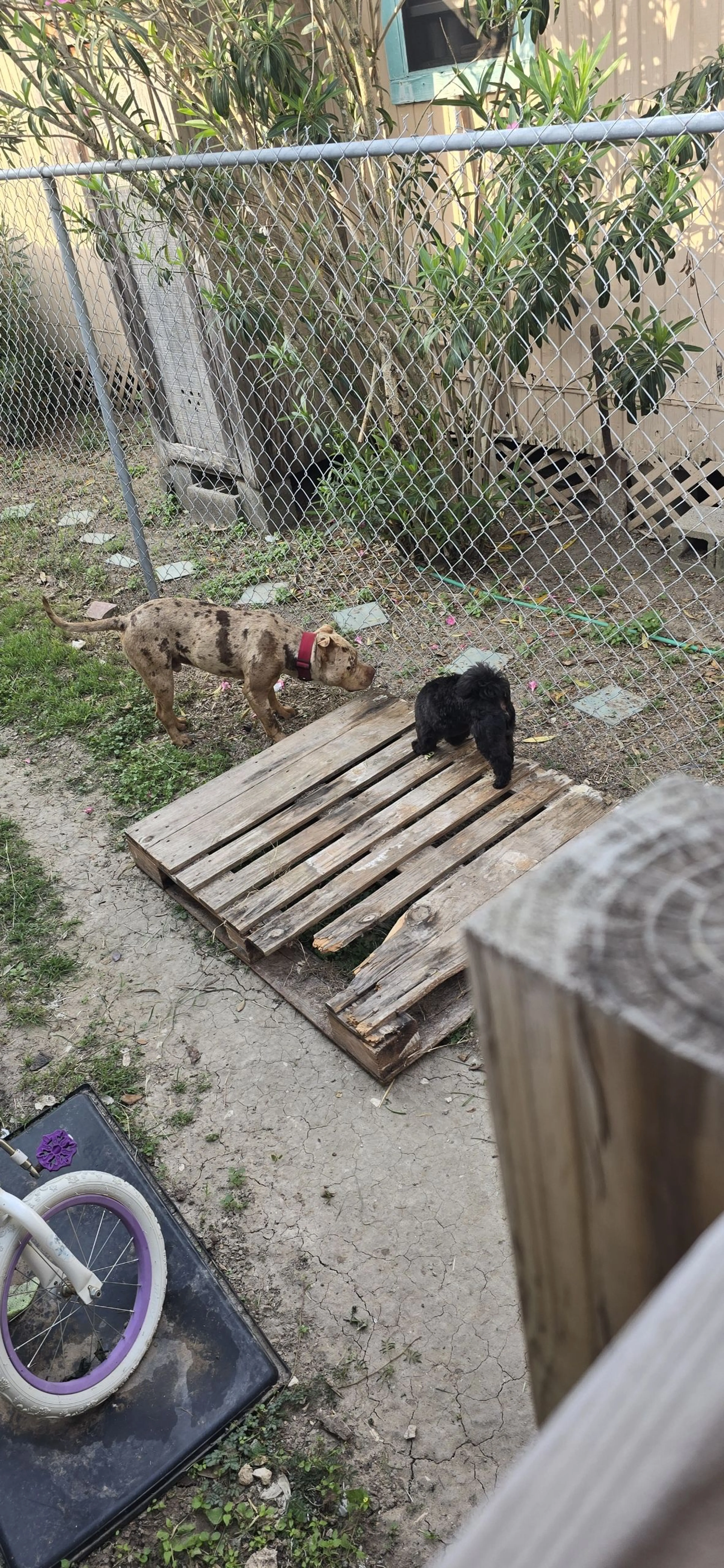 Lost pet-1