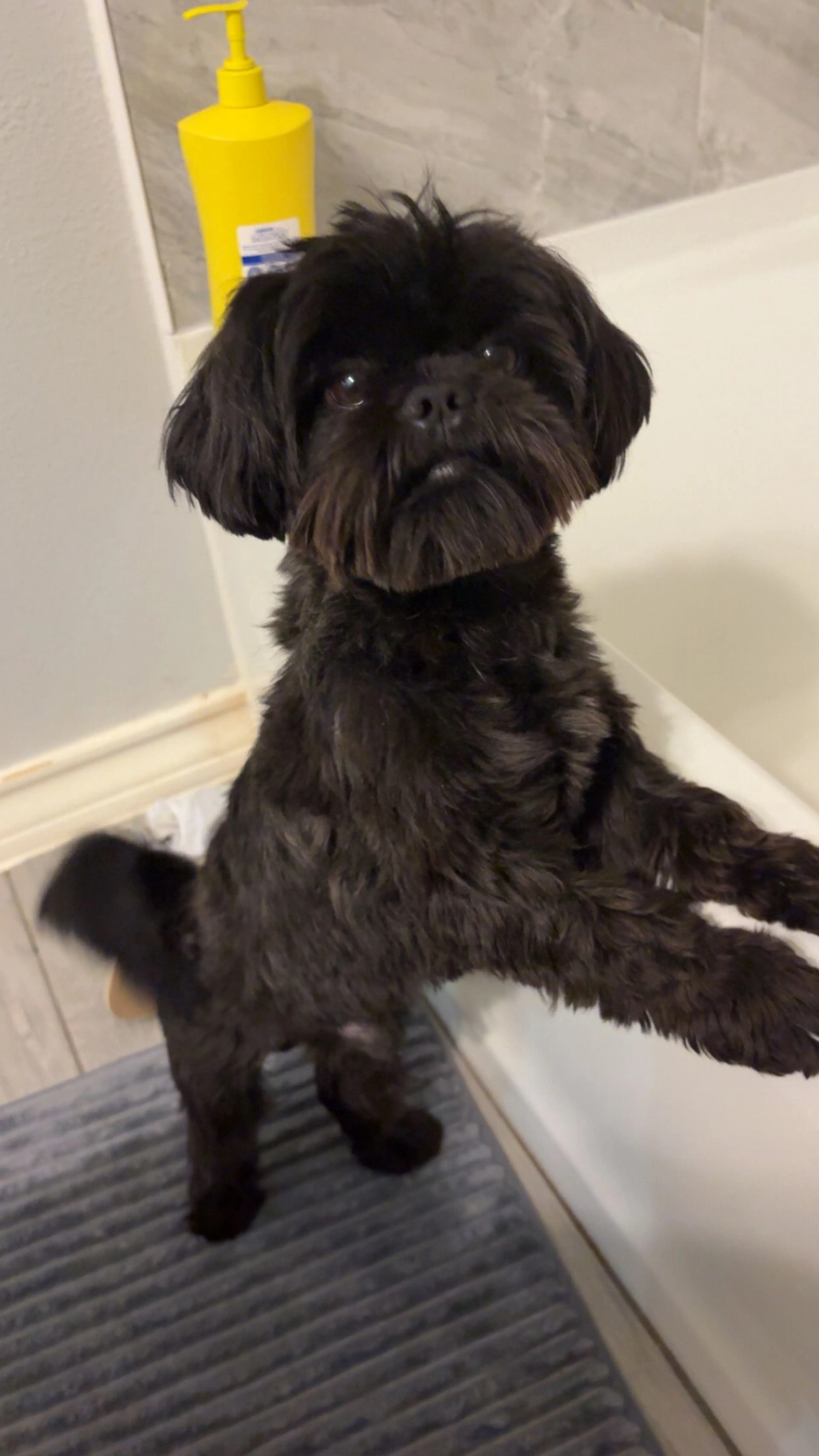 Lost pet-2
