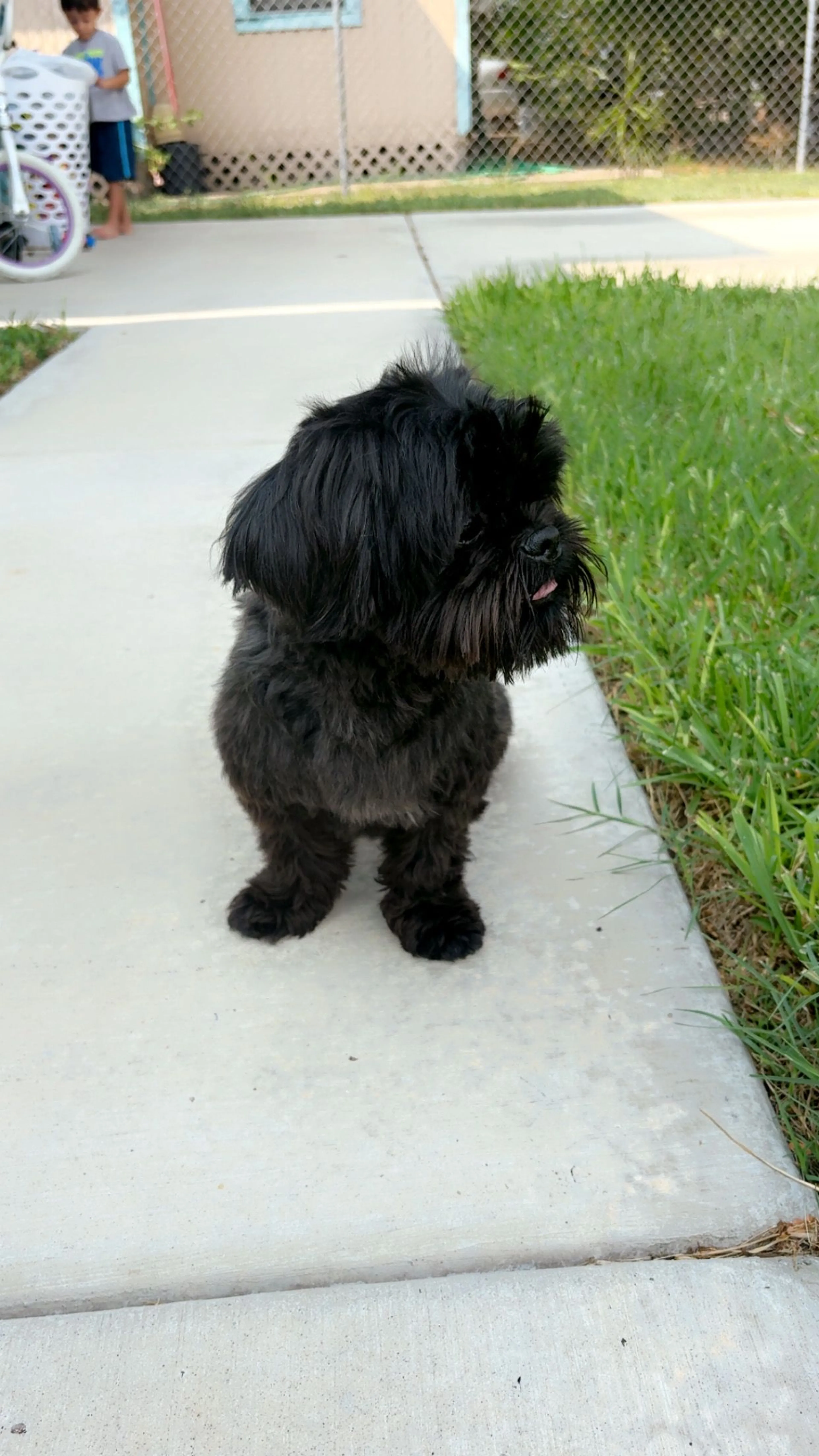 Lost pet-3