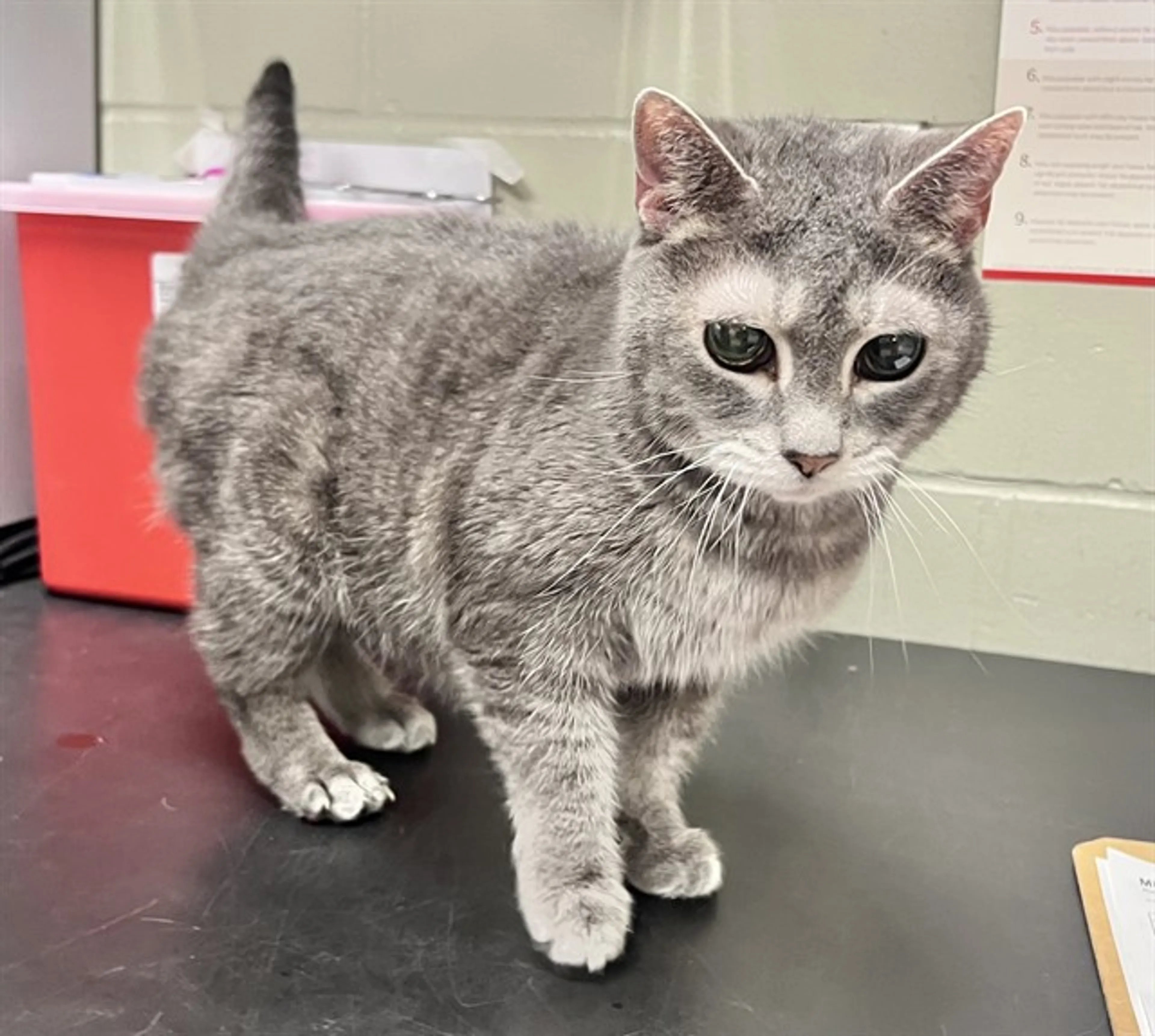 Found pet