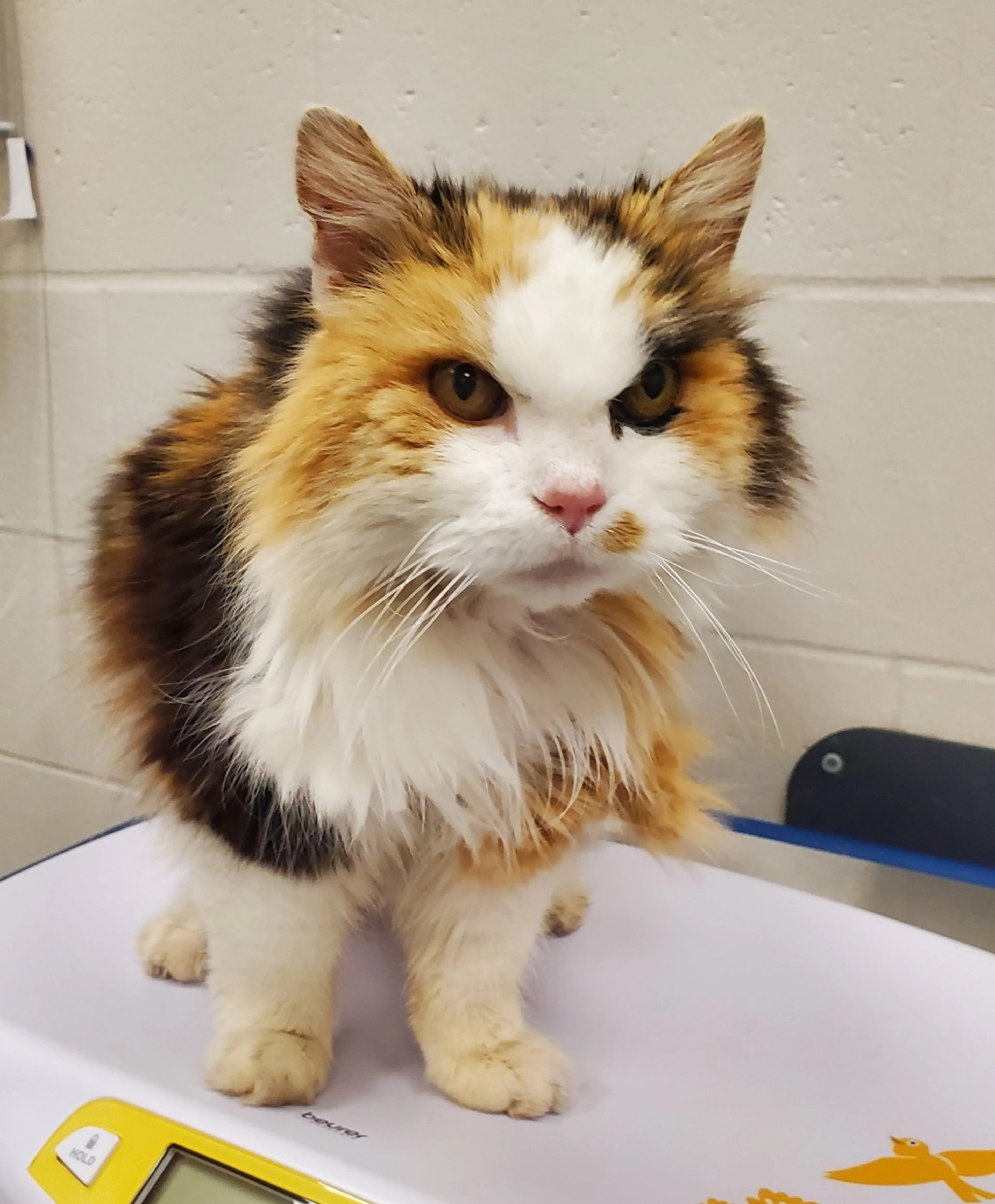 Found pet