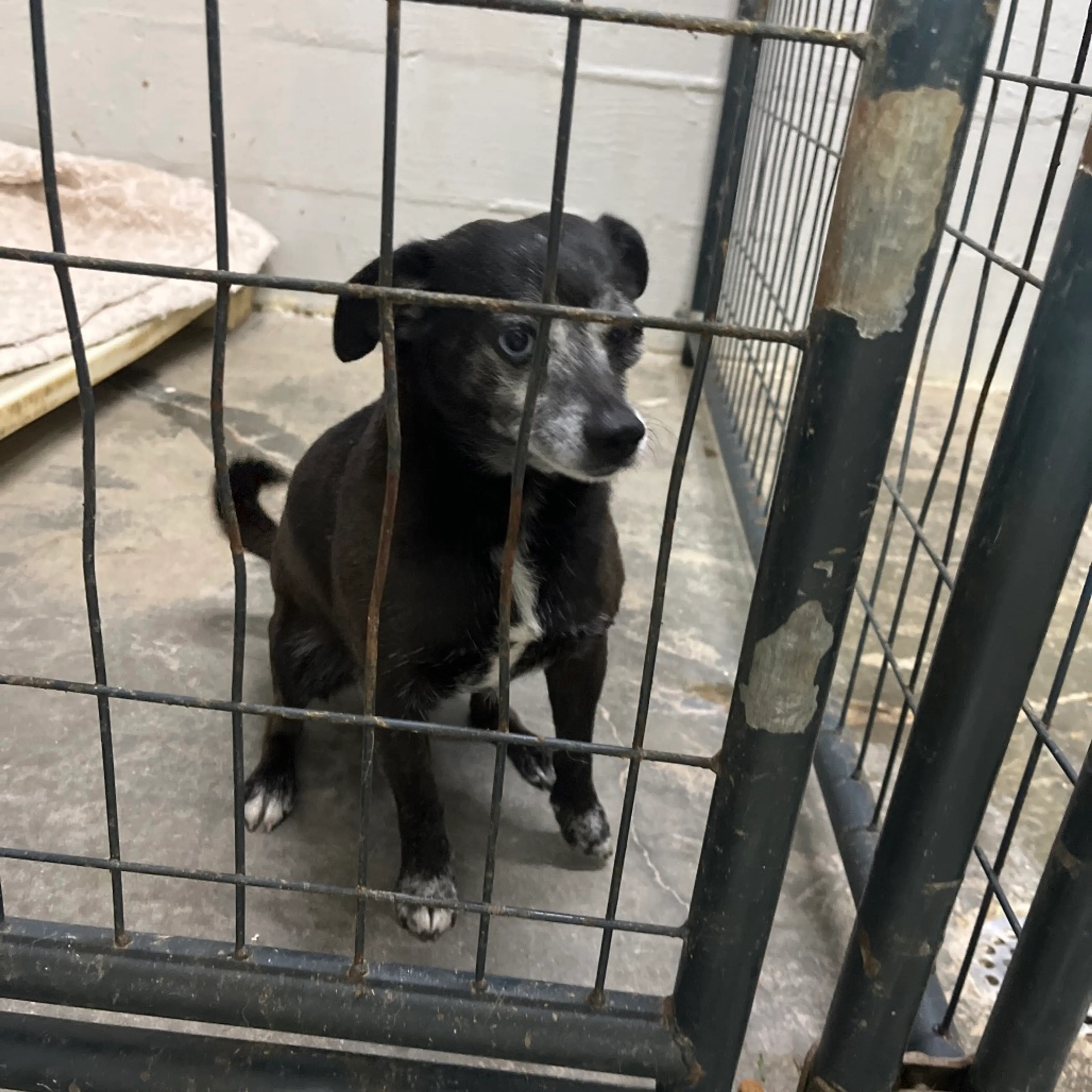Found pet-1