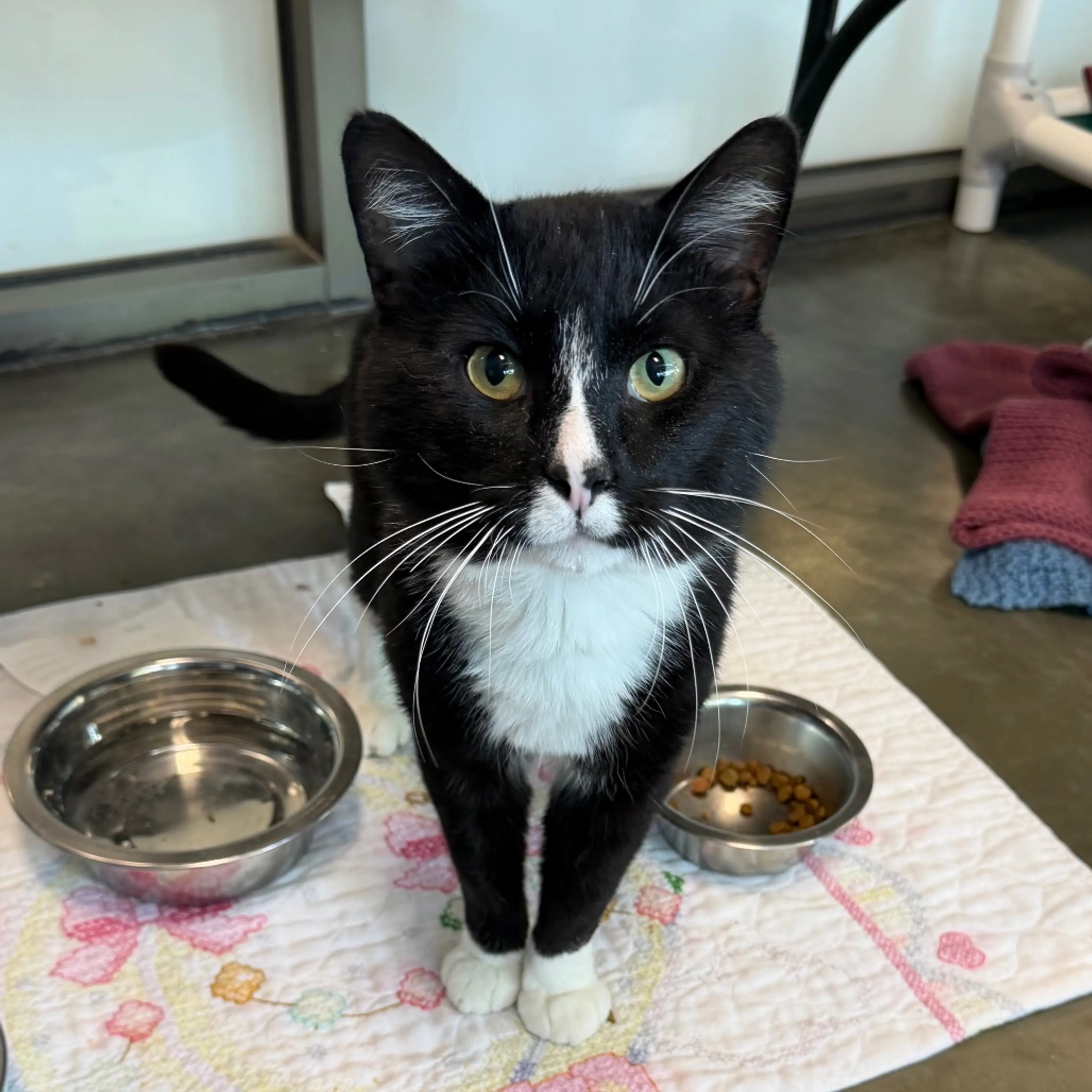 Found pet